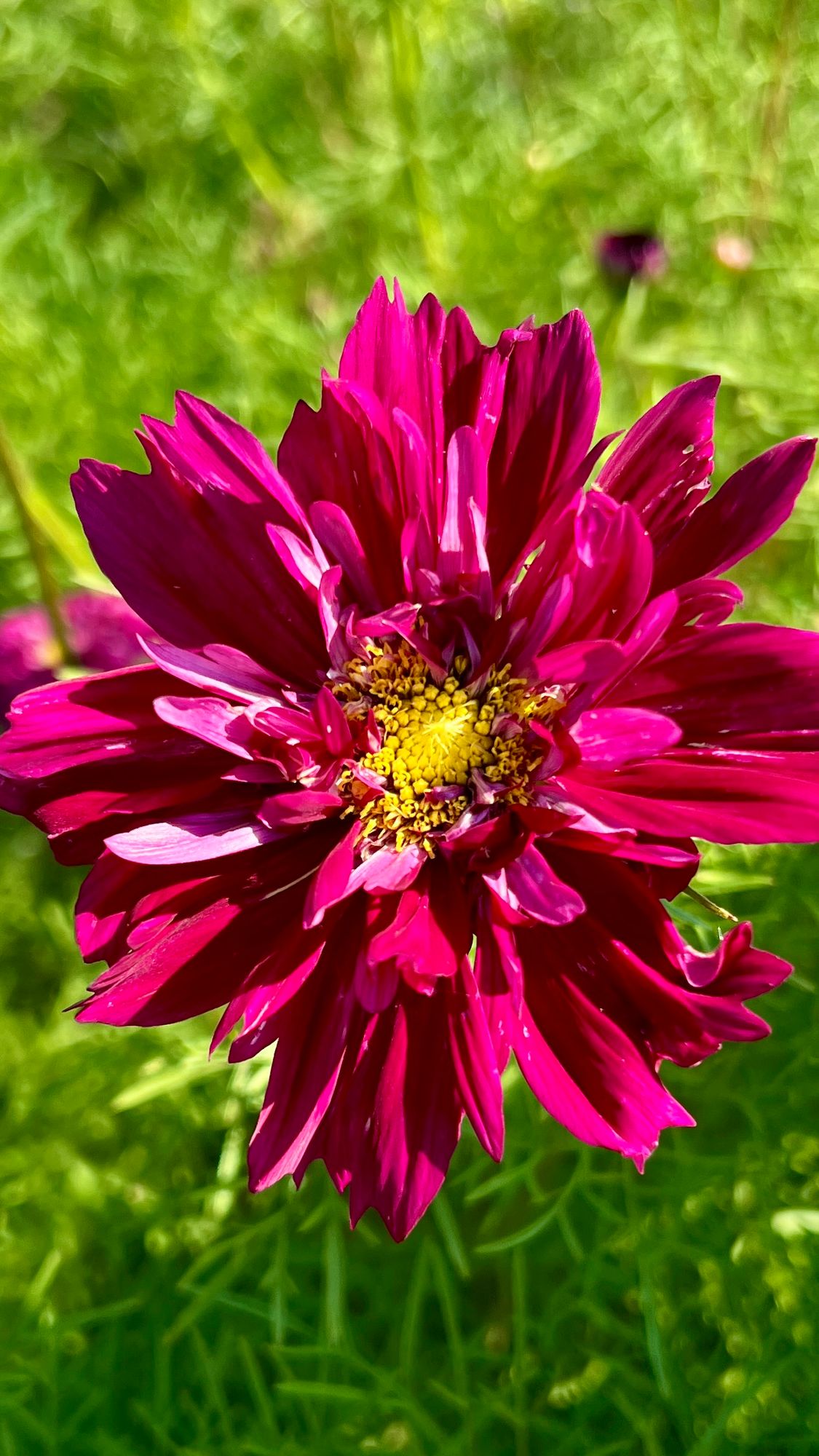 COSMOS bipinnatus Double Click Cranberry