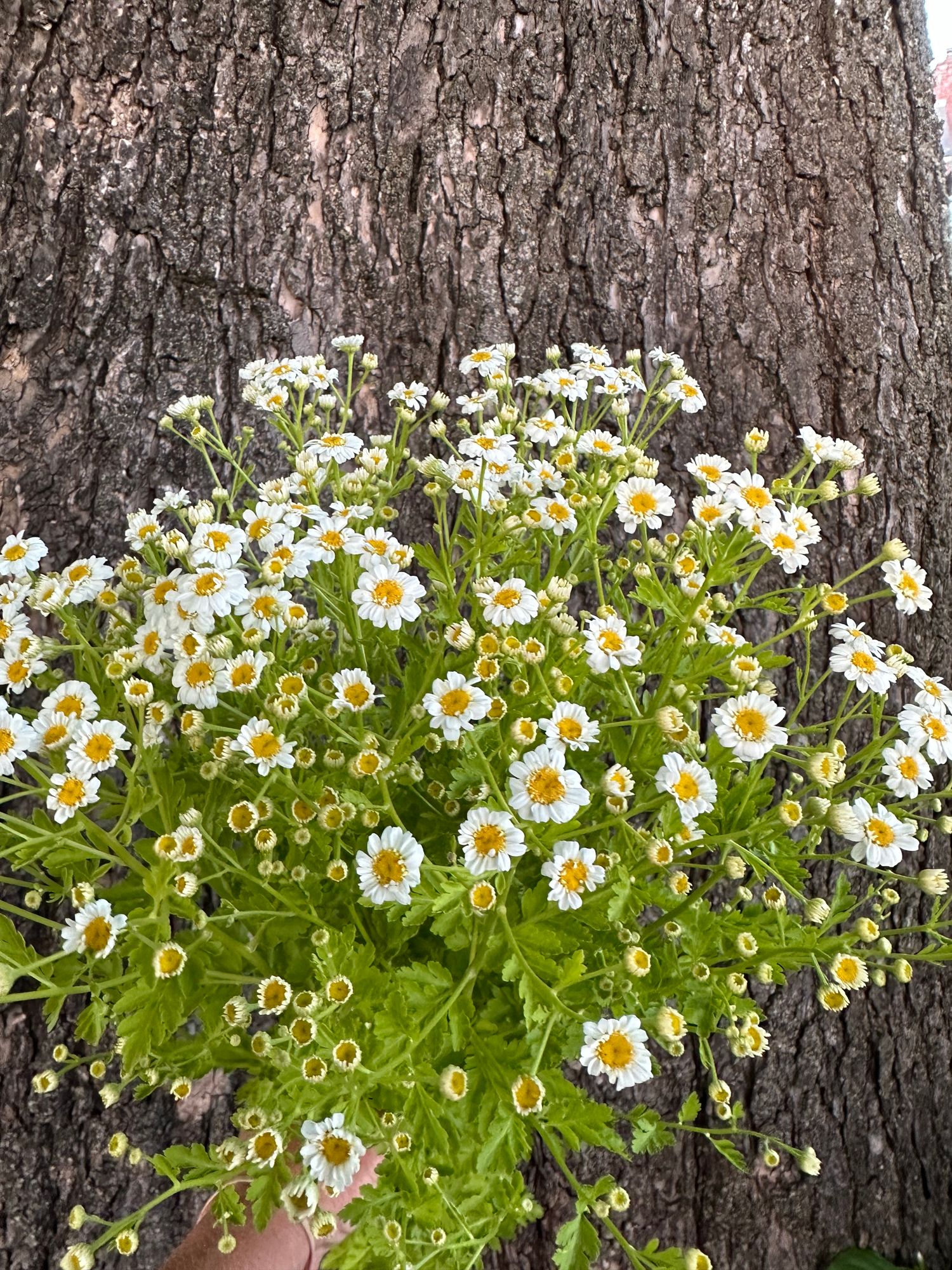 TANACETUM parthenium Magic Single