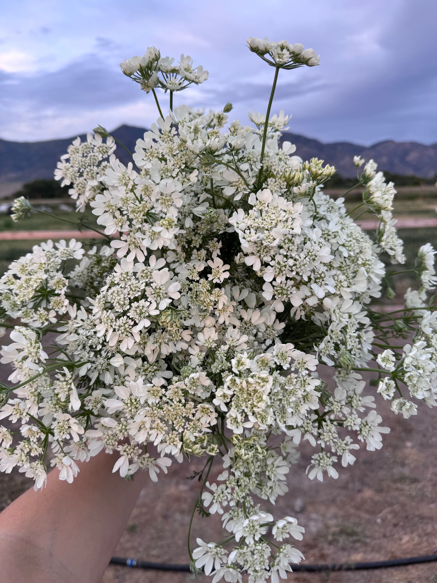 ORLAYA grandiflora