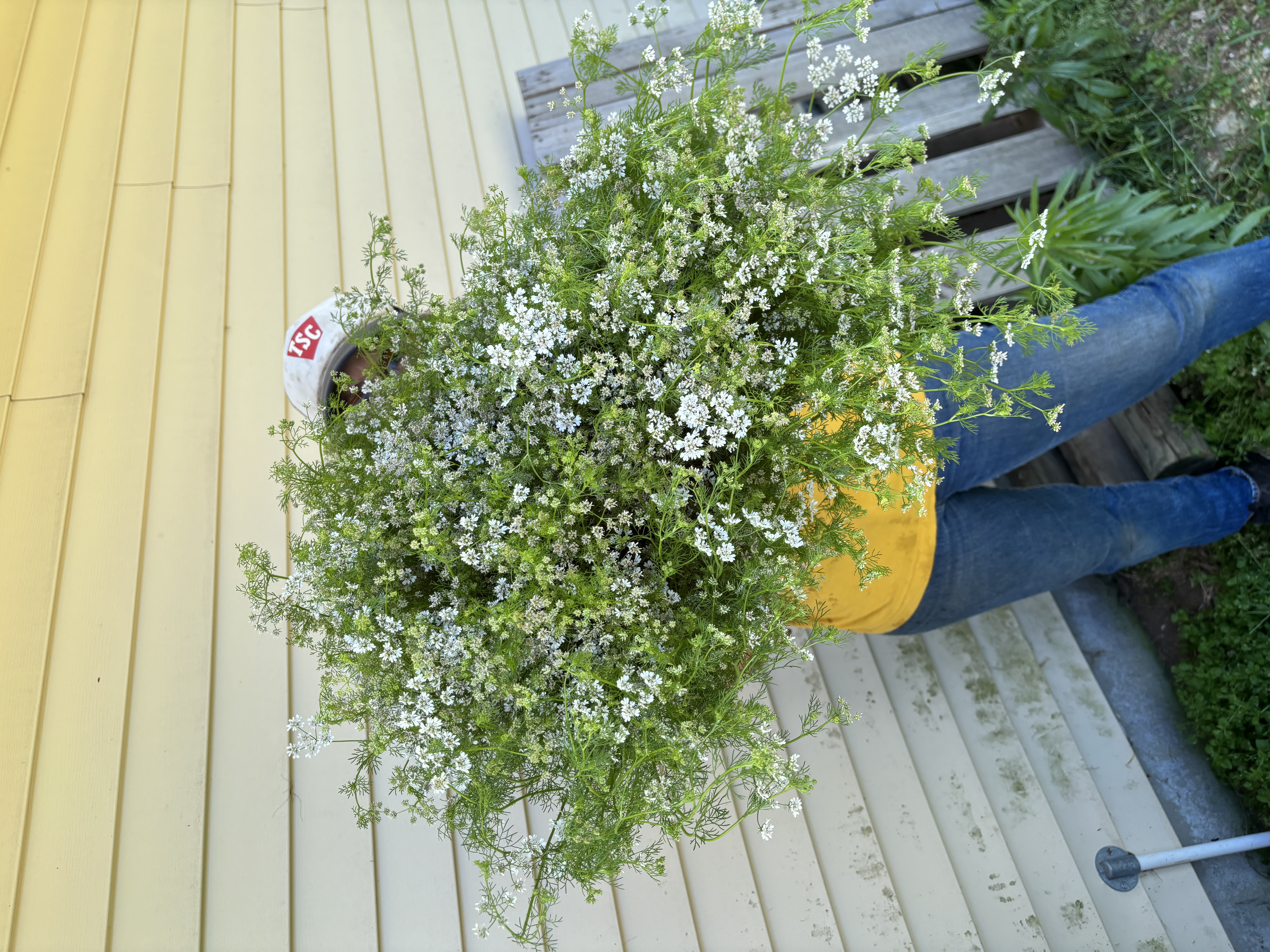 CORIANDRUM sativum