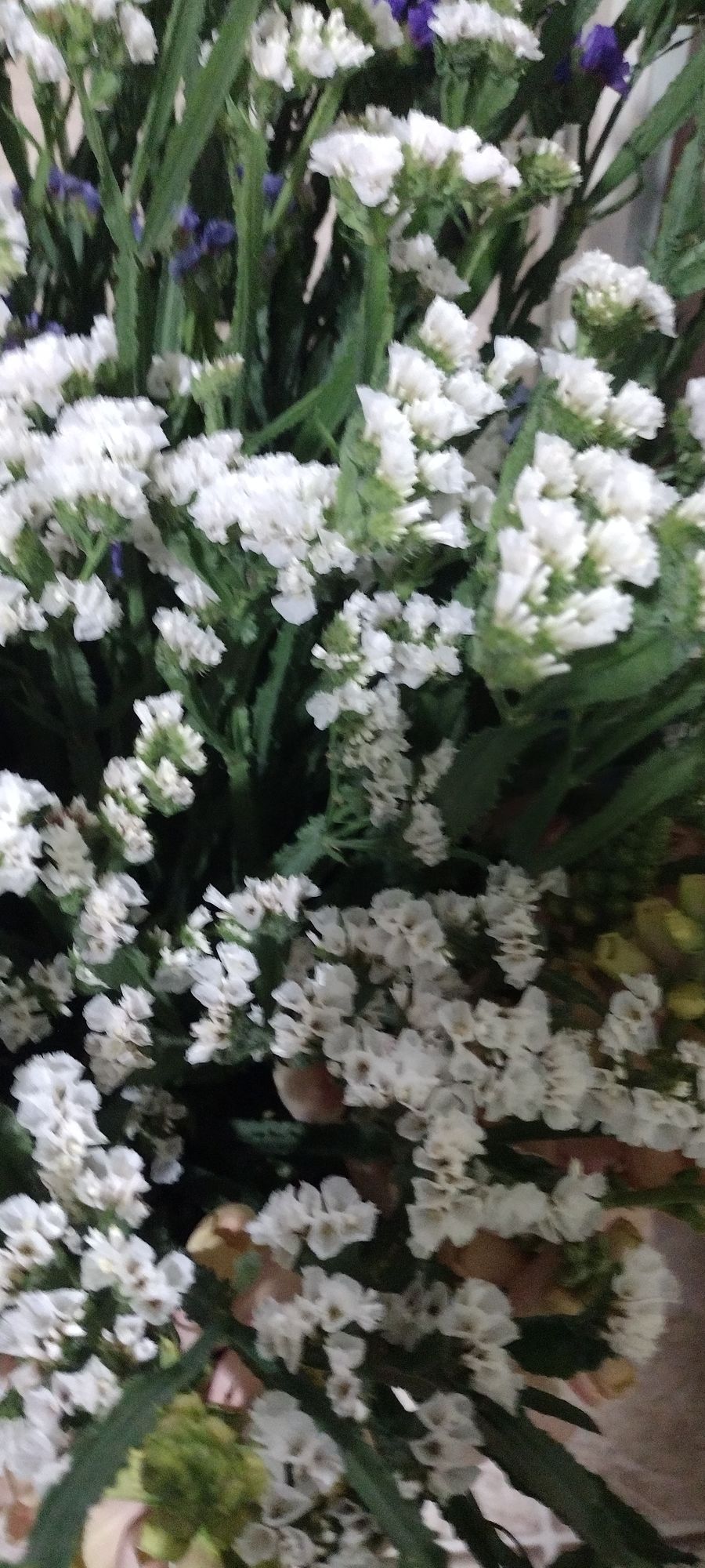 LIMONIUM sinuatum QIS