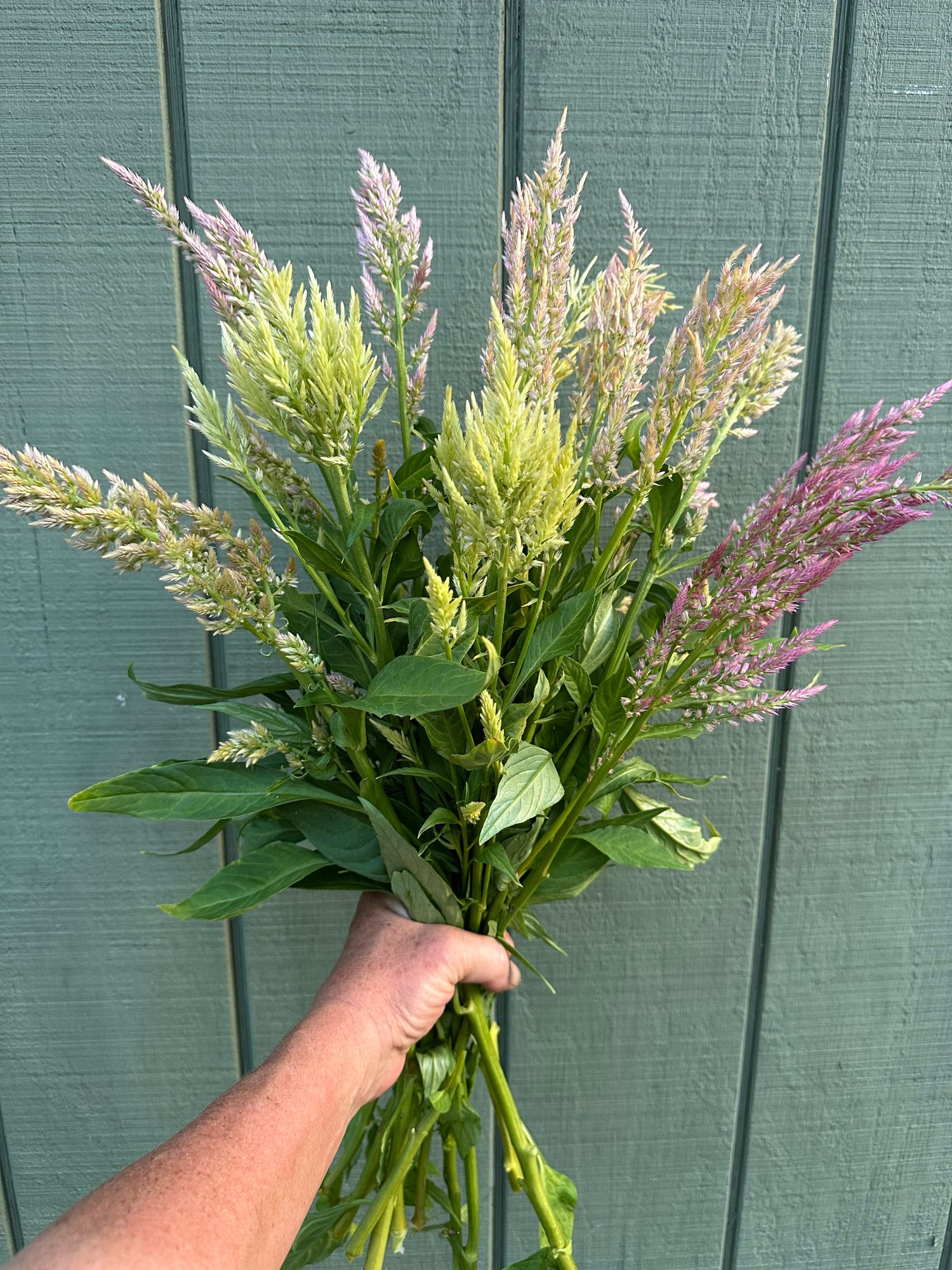CELOSIA argentea var. spicata Shimmer