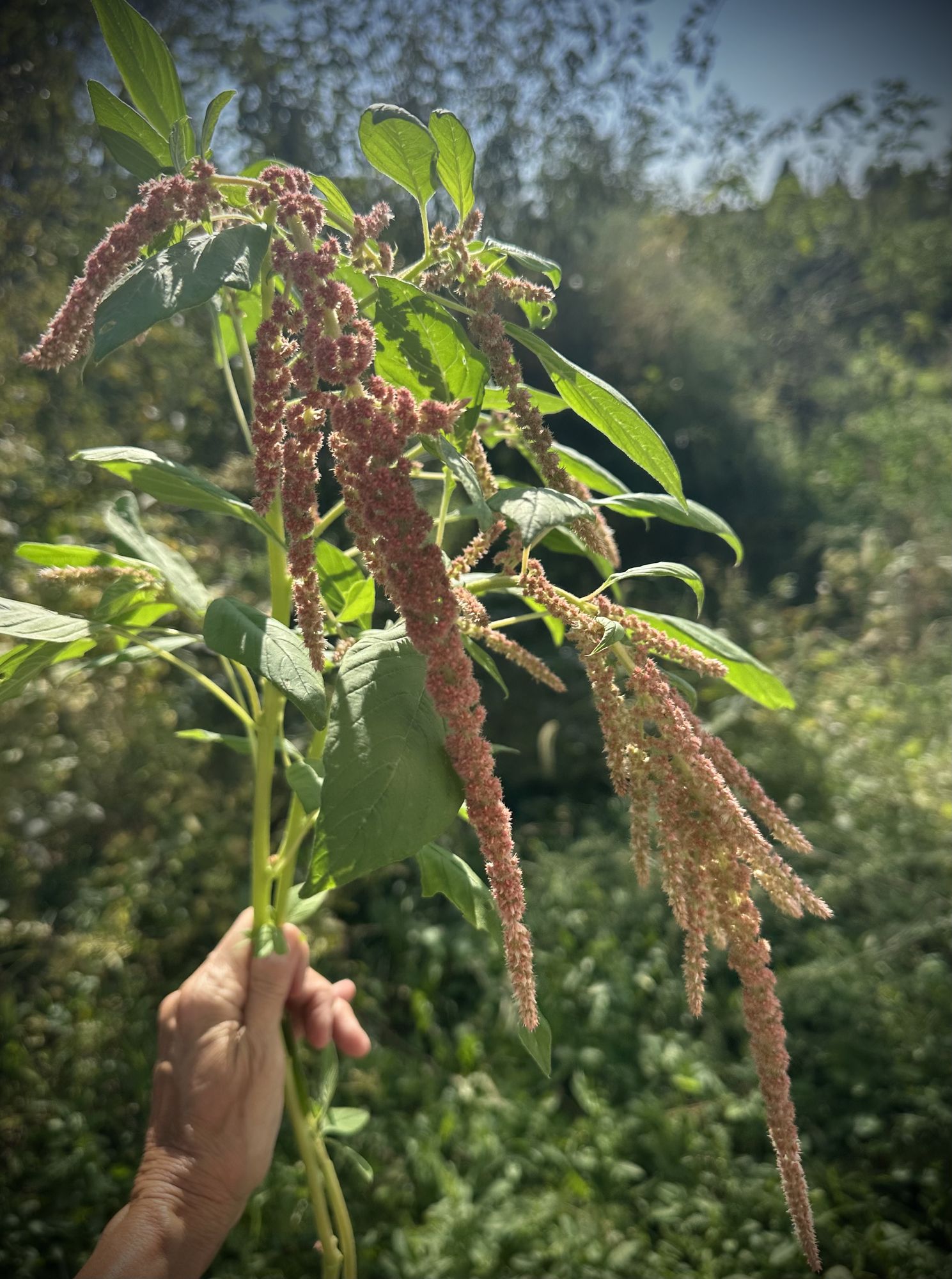 AMARANTHUS caudatus Coral Fountains