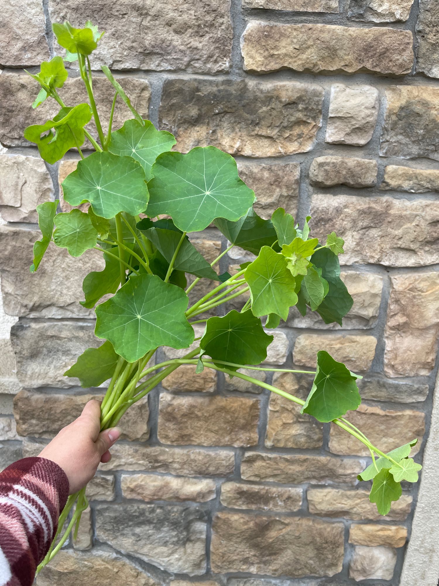 NASTURTIUM officinale