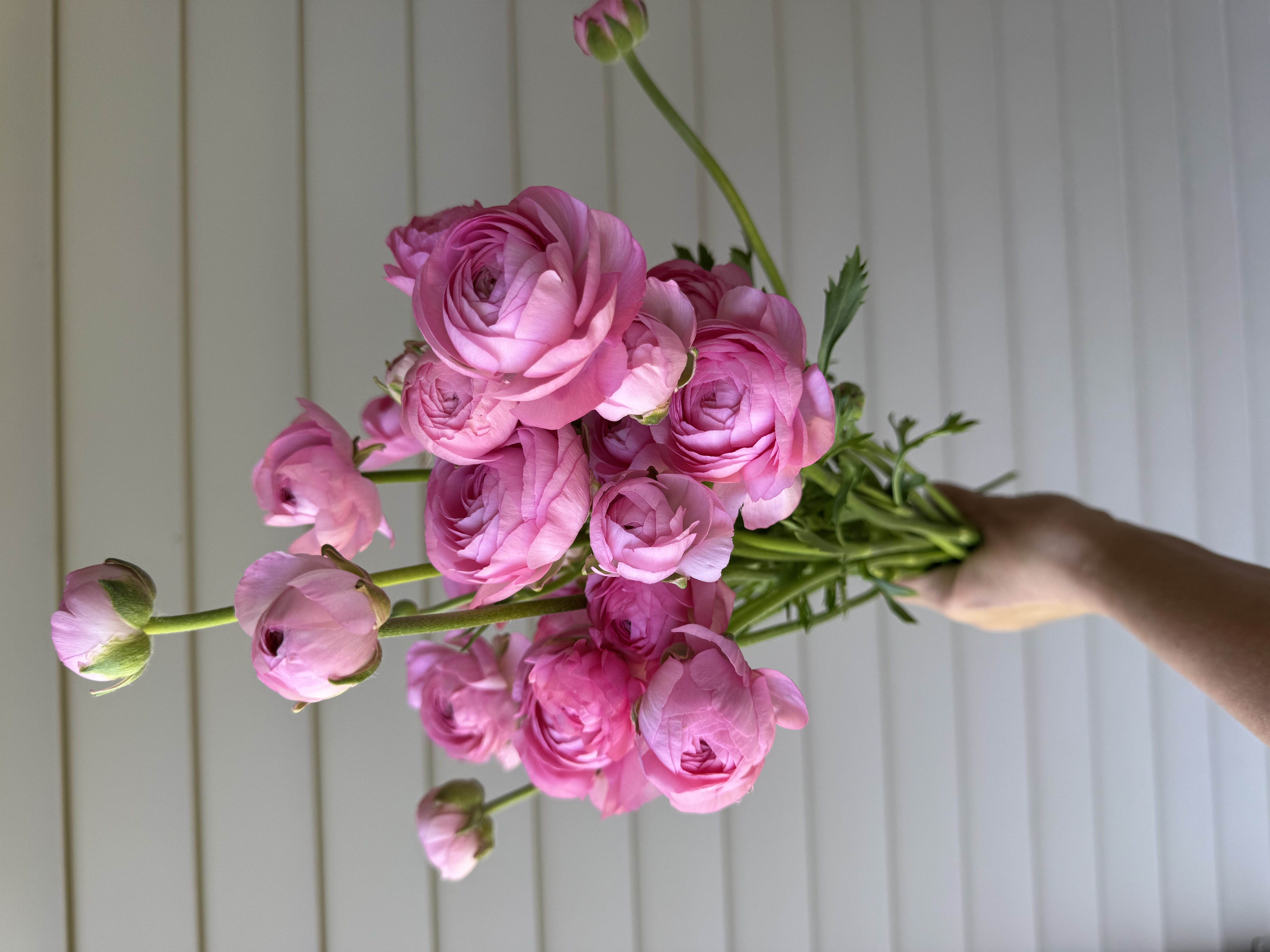 RANUNCULUS Half Clone Marshmallow