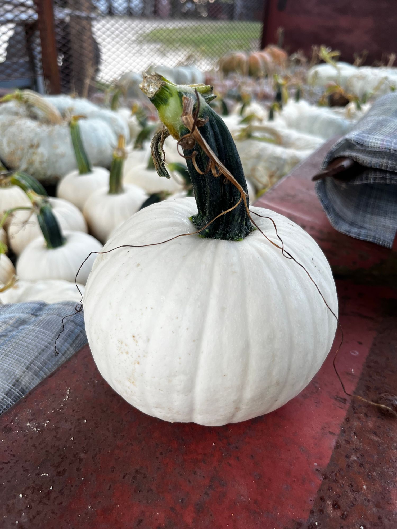 Pumpkins $3