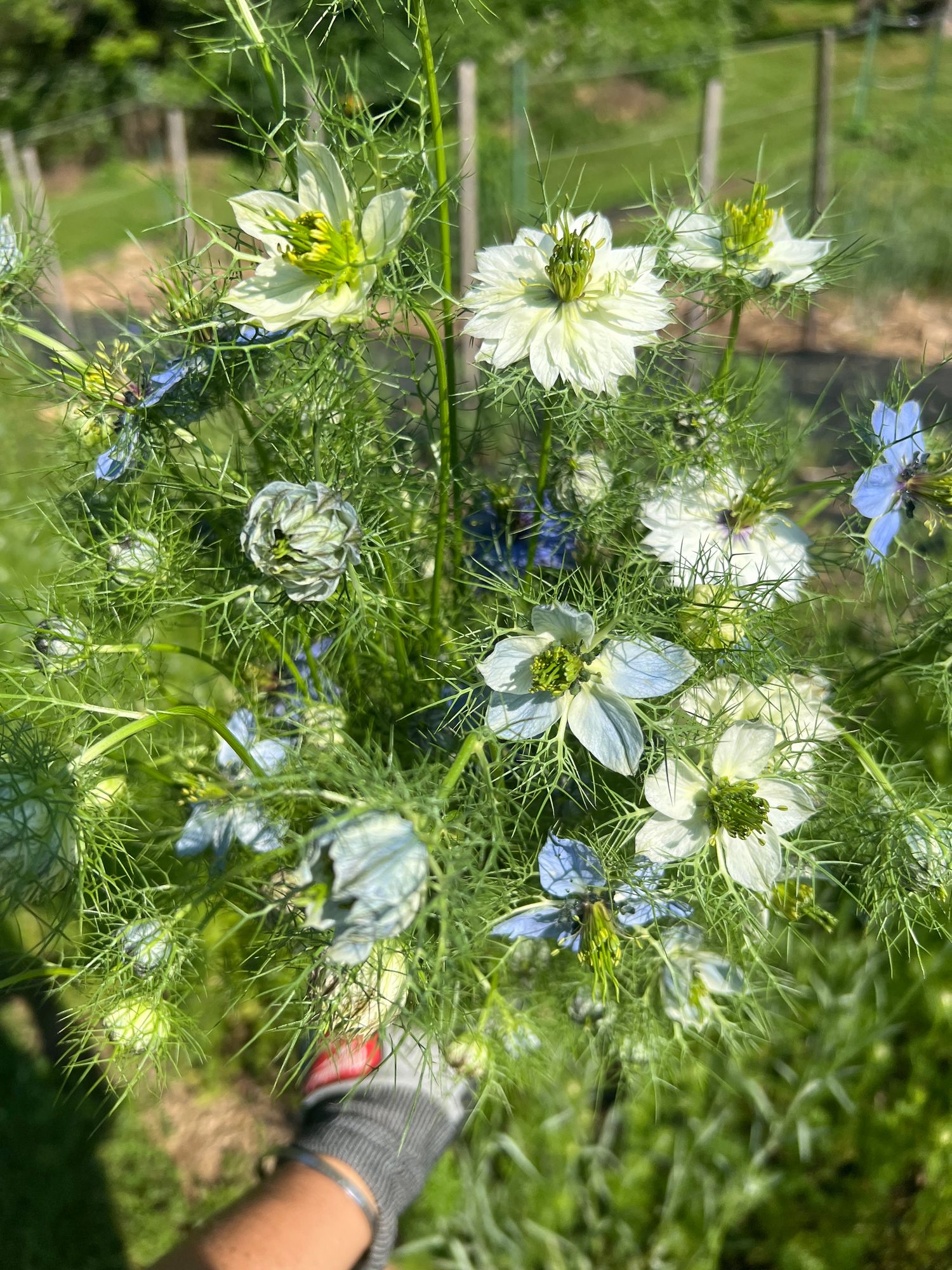 NIGELLA