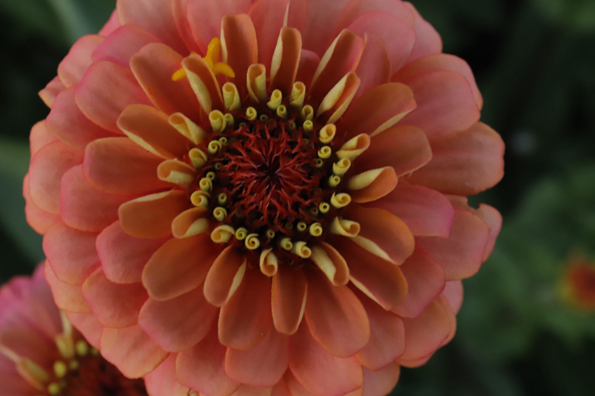ZINNIA elegans Oklahoma Salmon