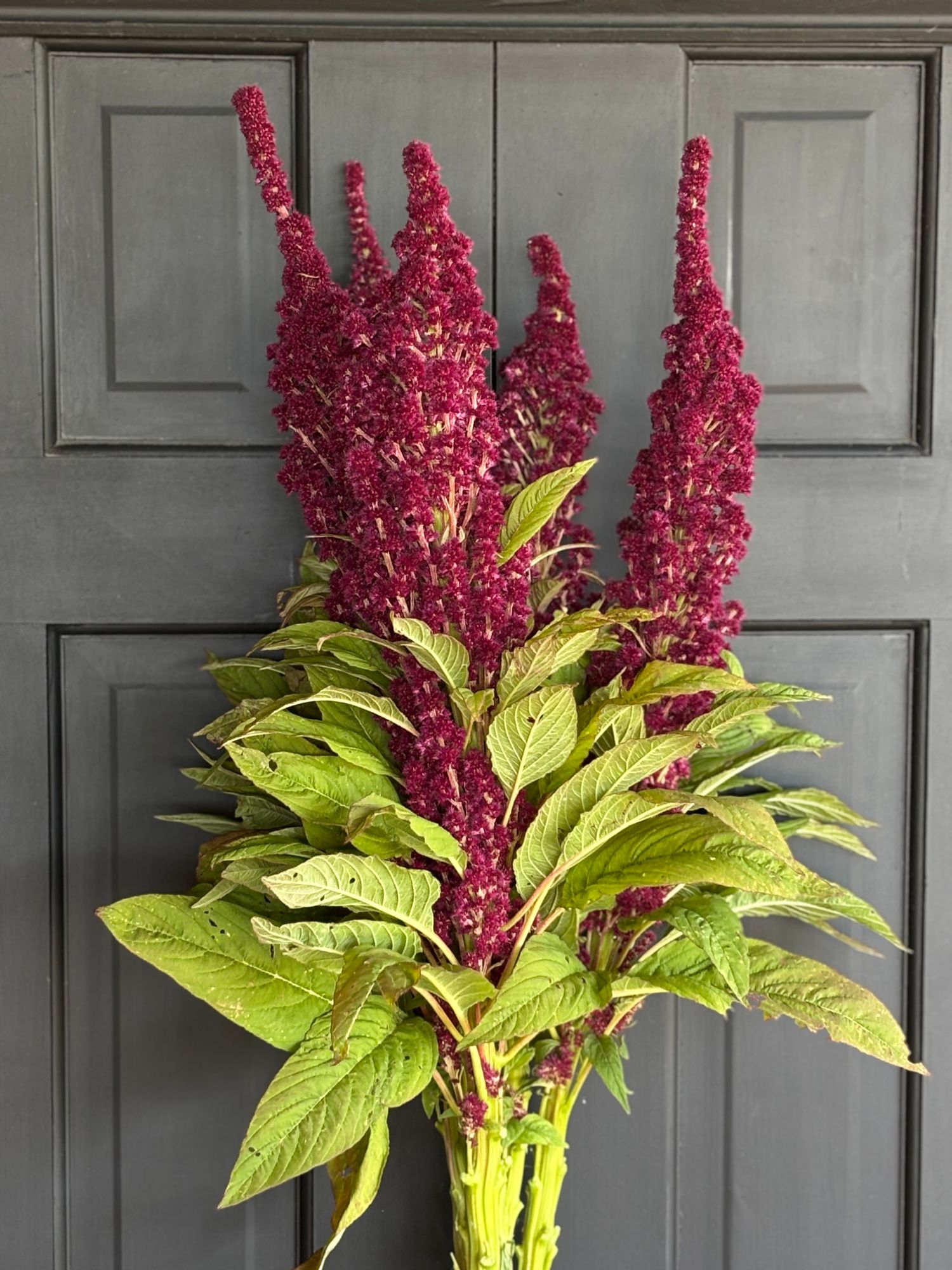 AMARANTHUS