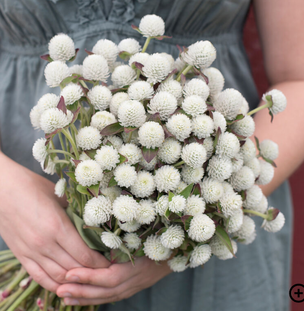 GOMPHRENA globosa Audray