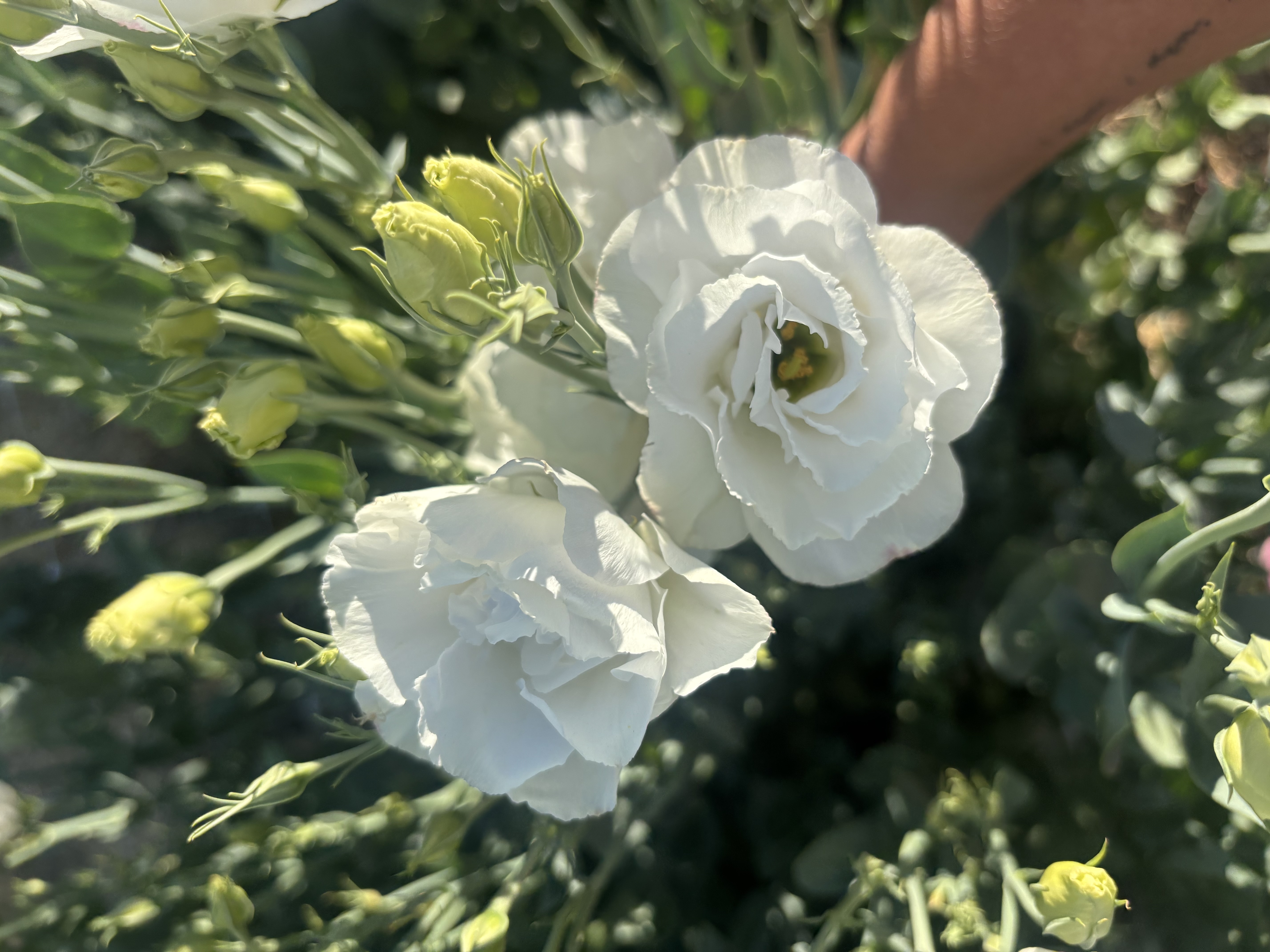 EUSTOMA grandiflorum ABC White