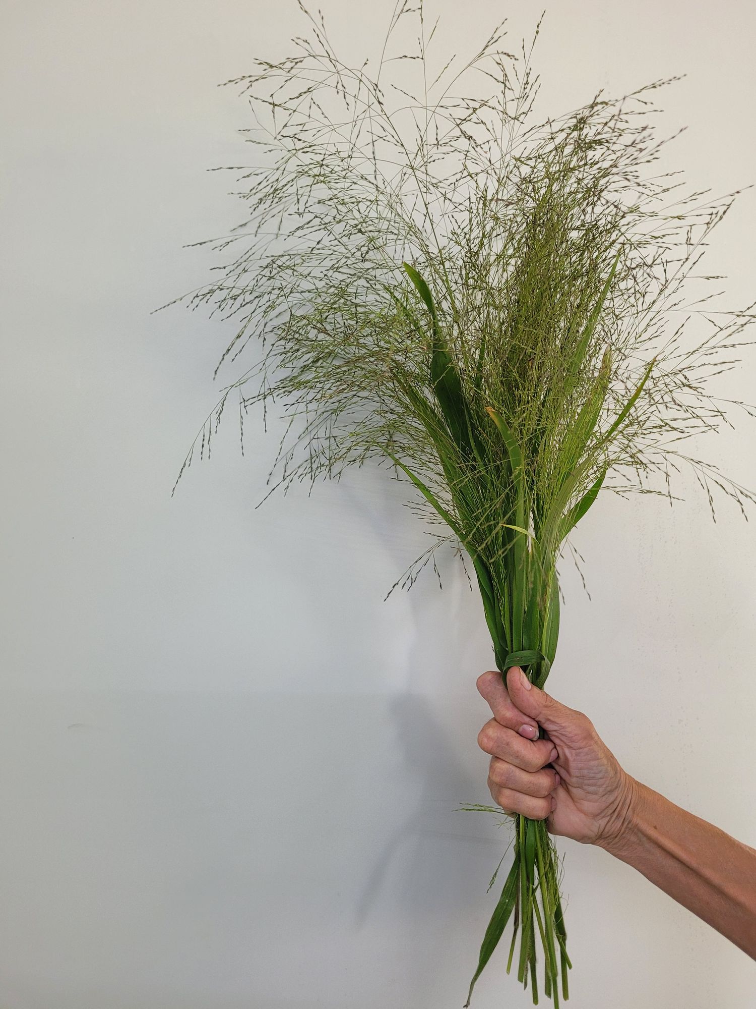 ORNAMENTAL GRASS