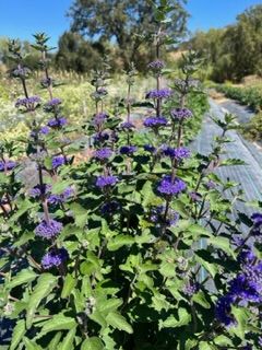 CARYOPTERIS x clandonensis Dark Knight