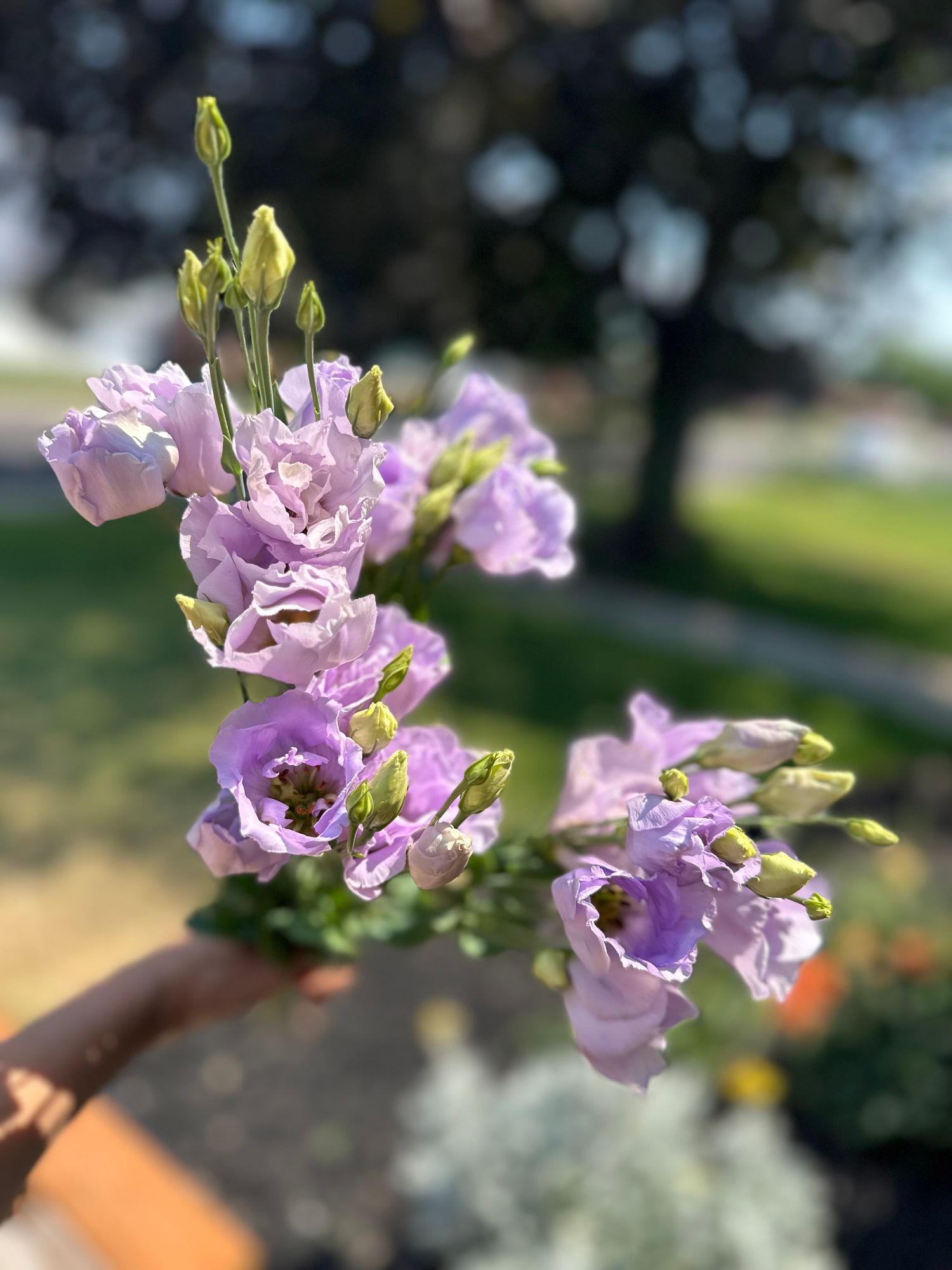 EUSTOMA grandiflorum Mariachi