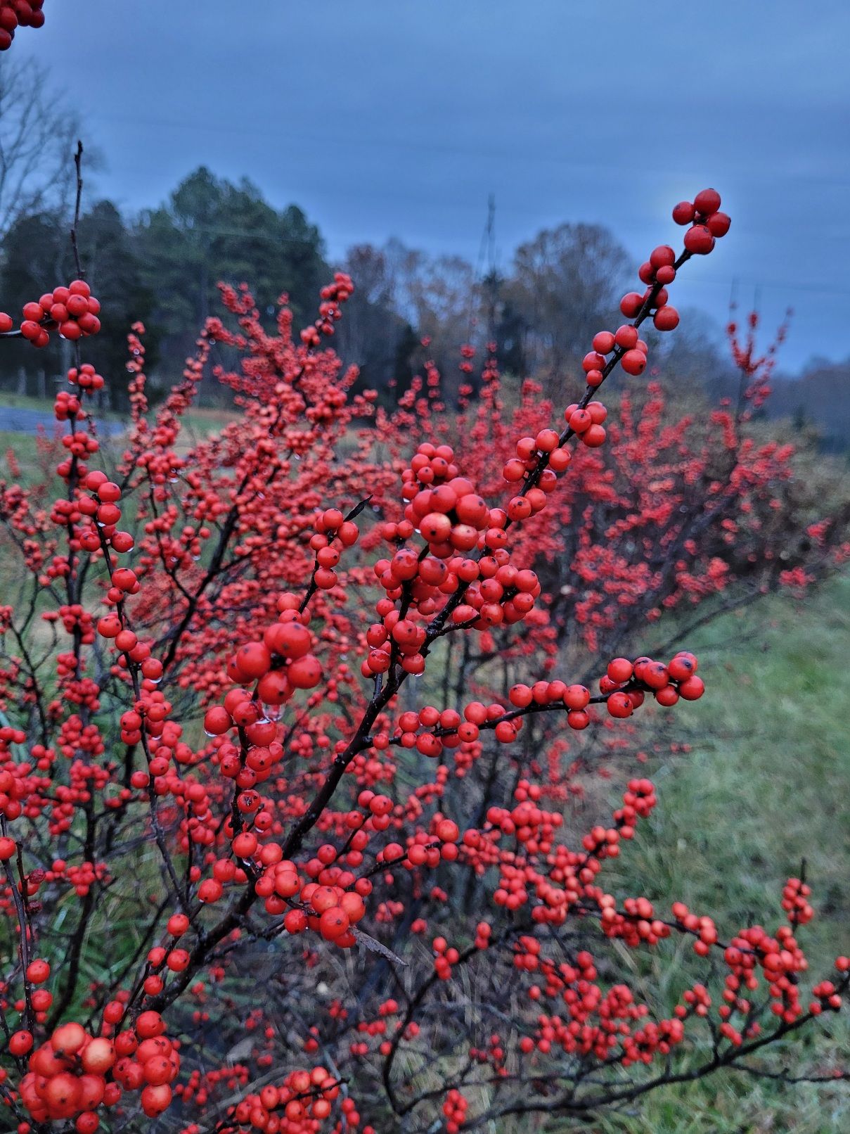 ILEX verticillata