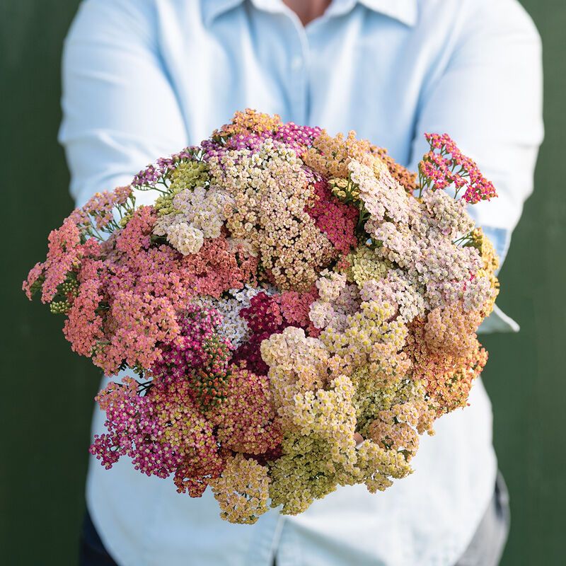ACHILLEA millefolium Summer Pastels