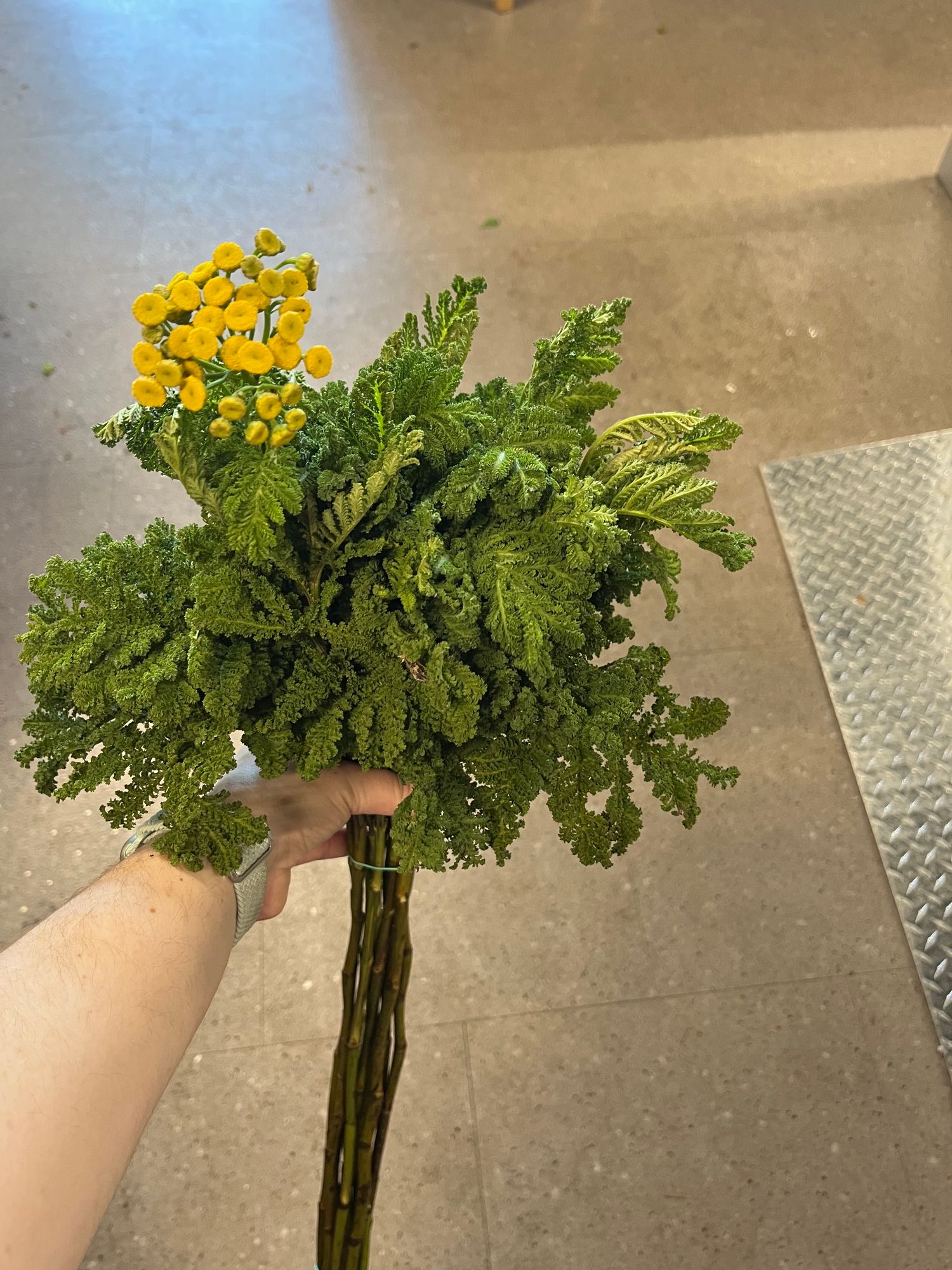 TANACETUM vulgare