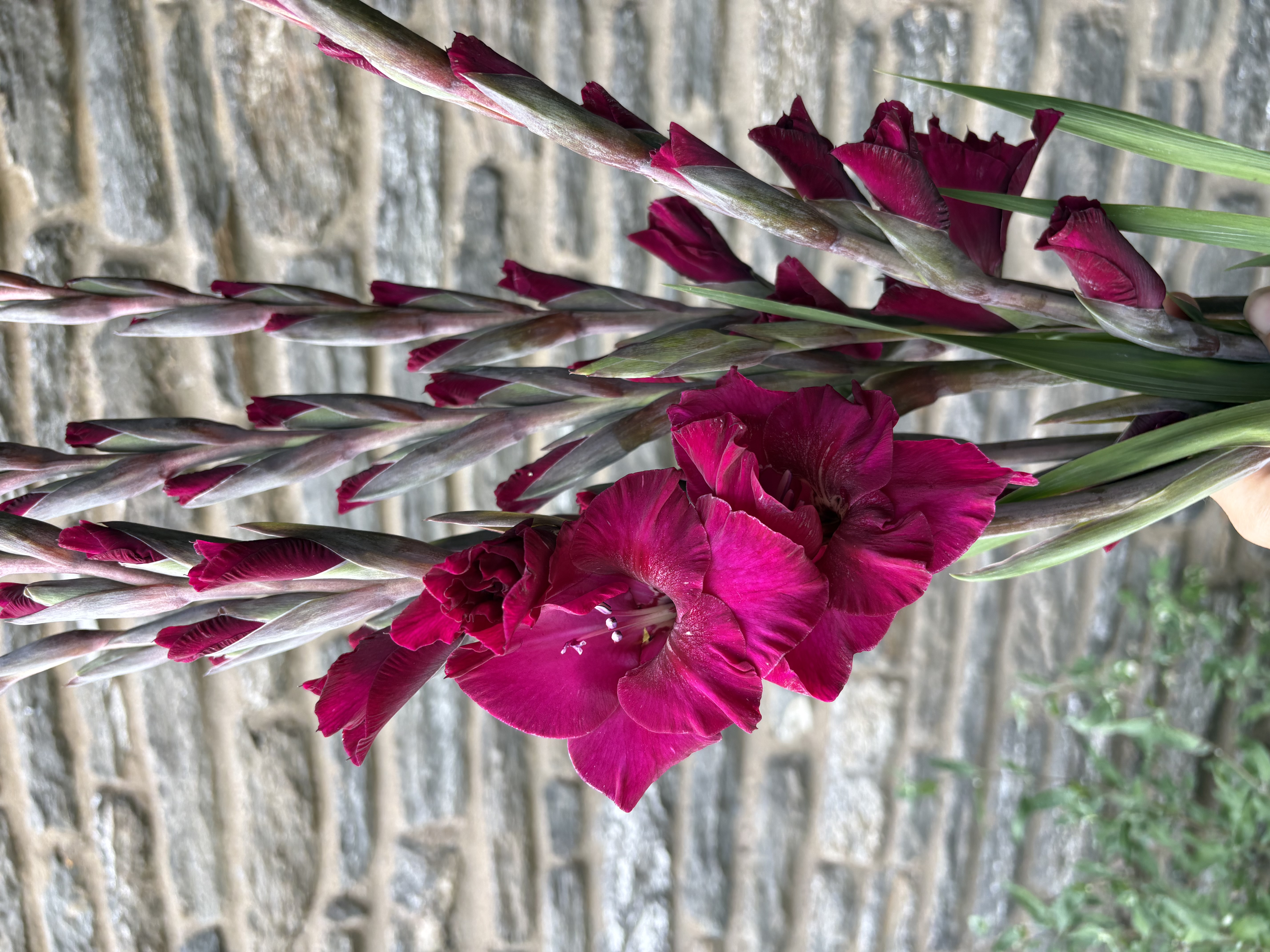 GLADIOLUS x byzantinus