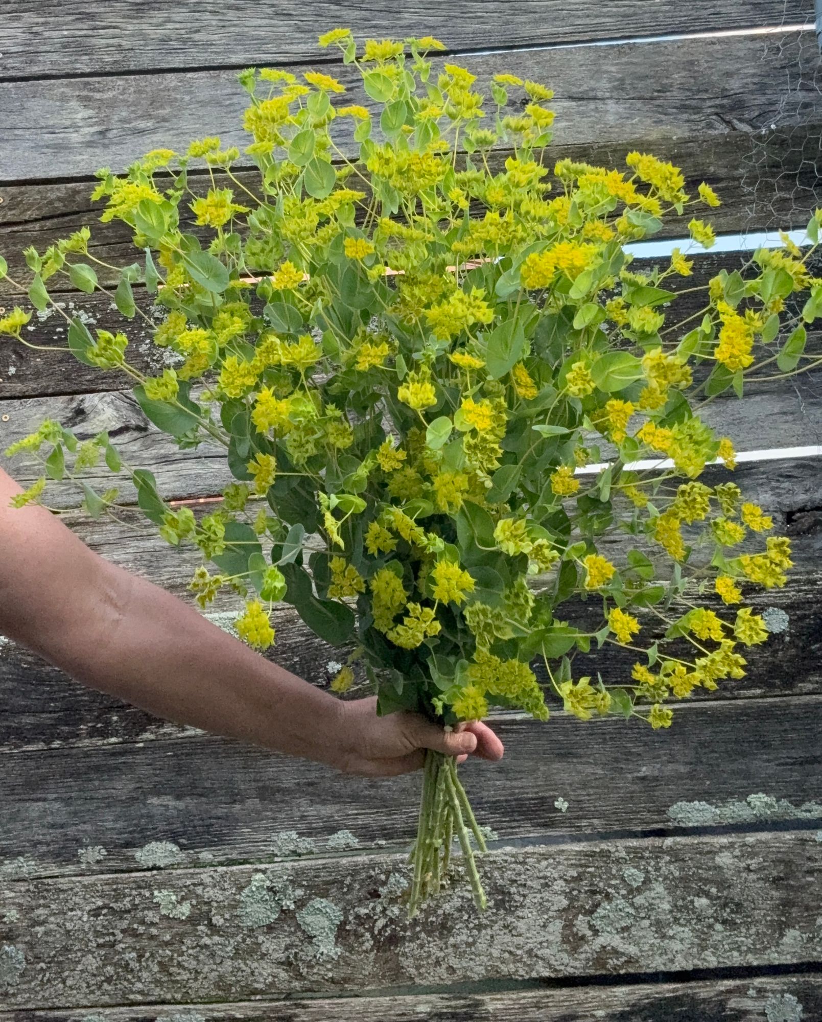 BUPLEURUM griffithii Green Gold