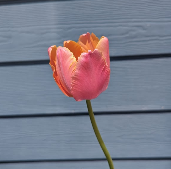 TULIPA Amazing Parrot