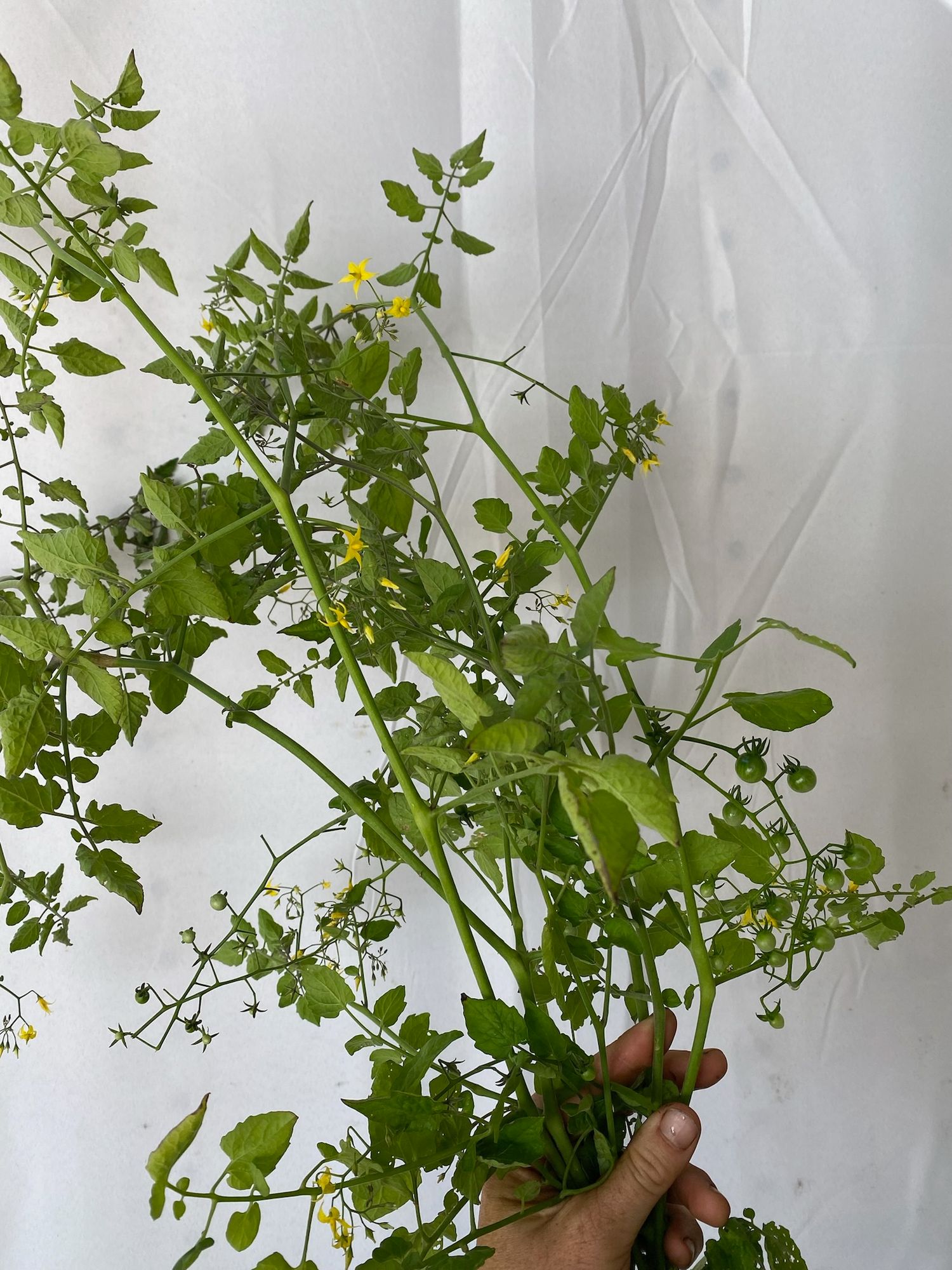 SOLANUM lycopersicum