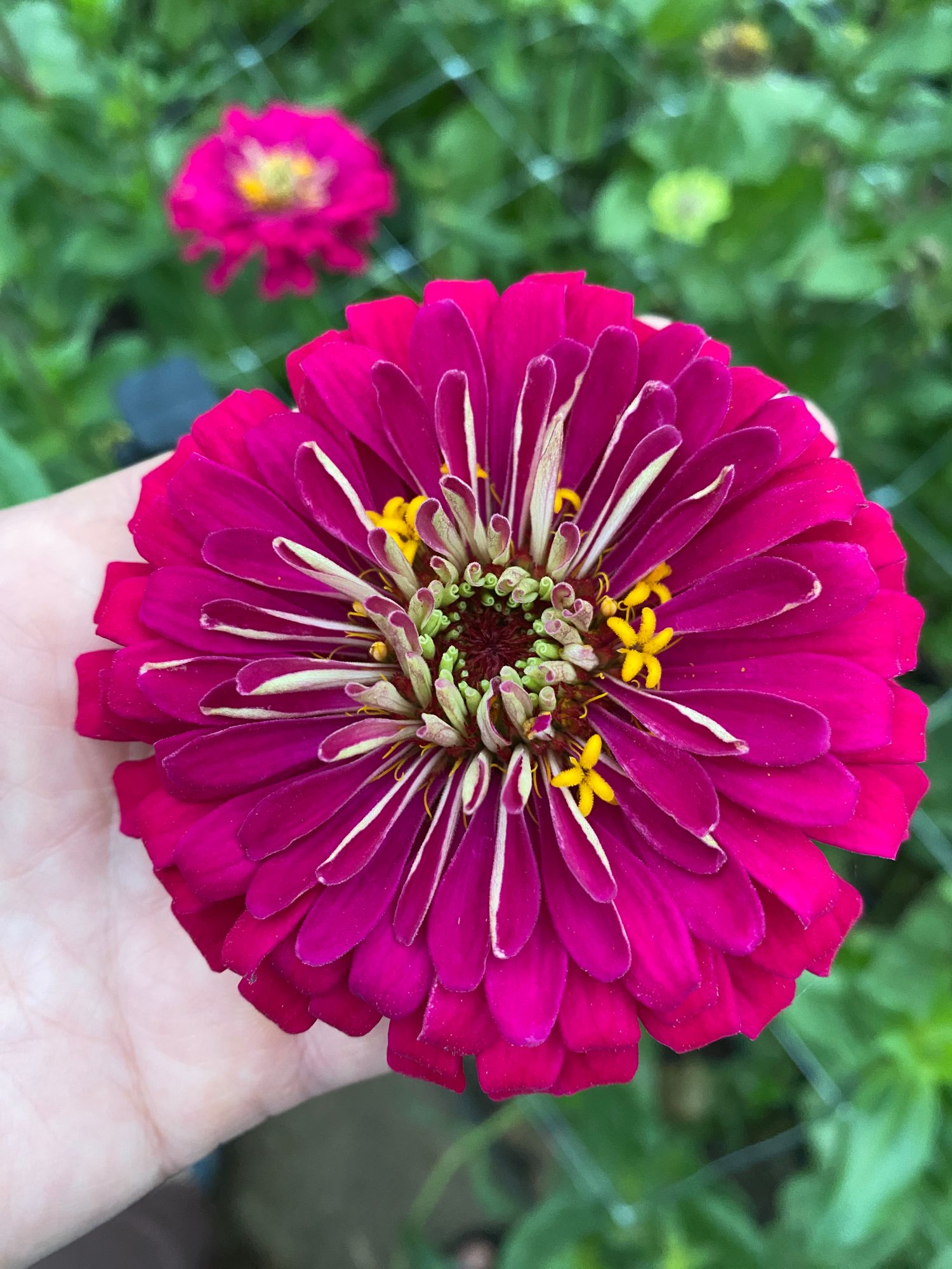 ZINNIA elegans Benarys Giant