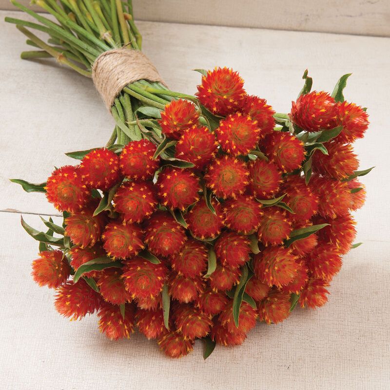 GOMPHRENA haageana QIS Carmine