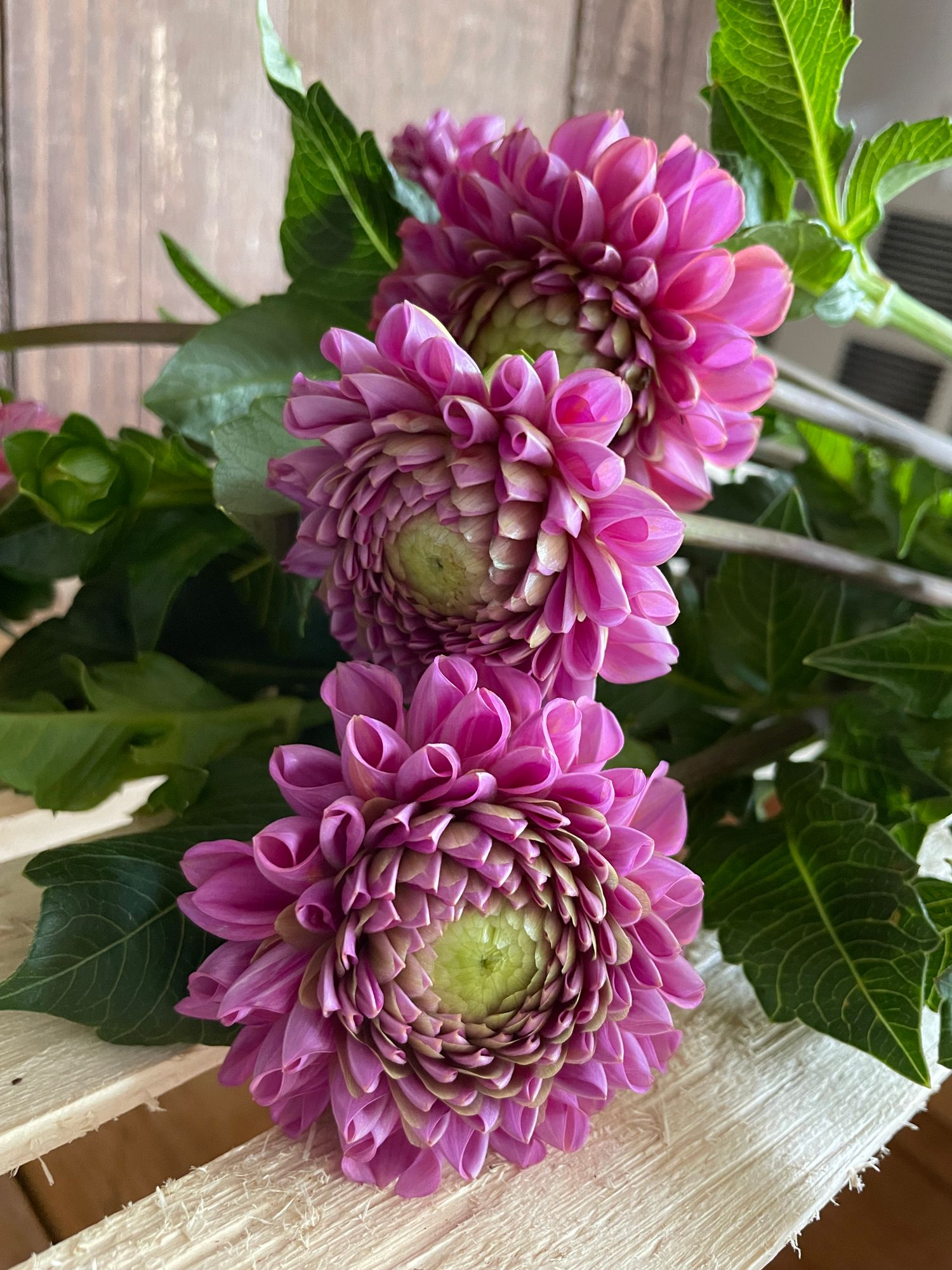 DAHLIA Ball