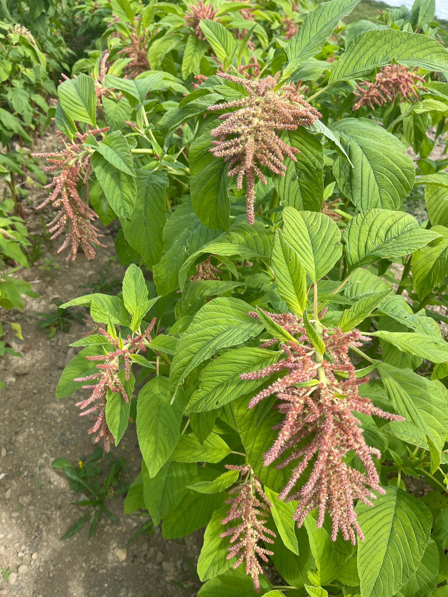 AMARANTHUS caudatus Coral Fountains