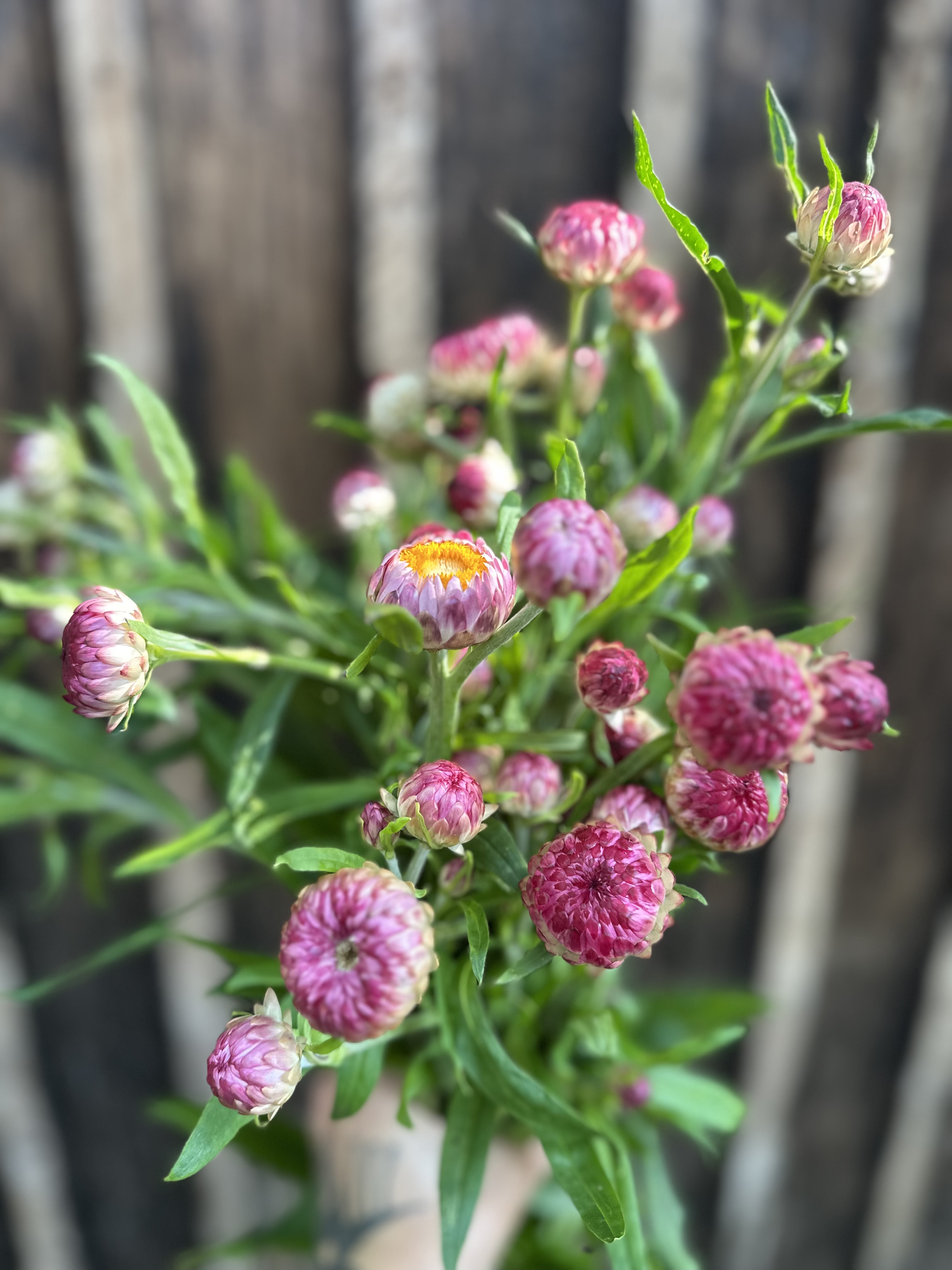 XEROCHRYSUM bracteatum Silvery Rose