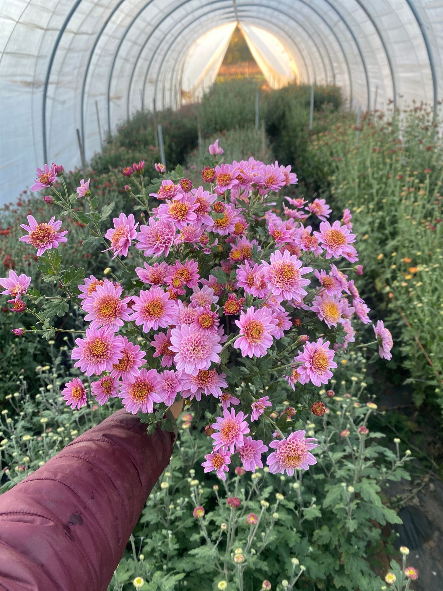 CHRYSANTHEMUM