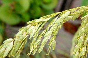 CHASMANTHIUM latifolium