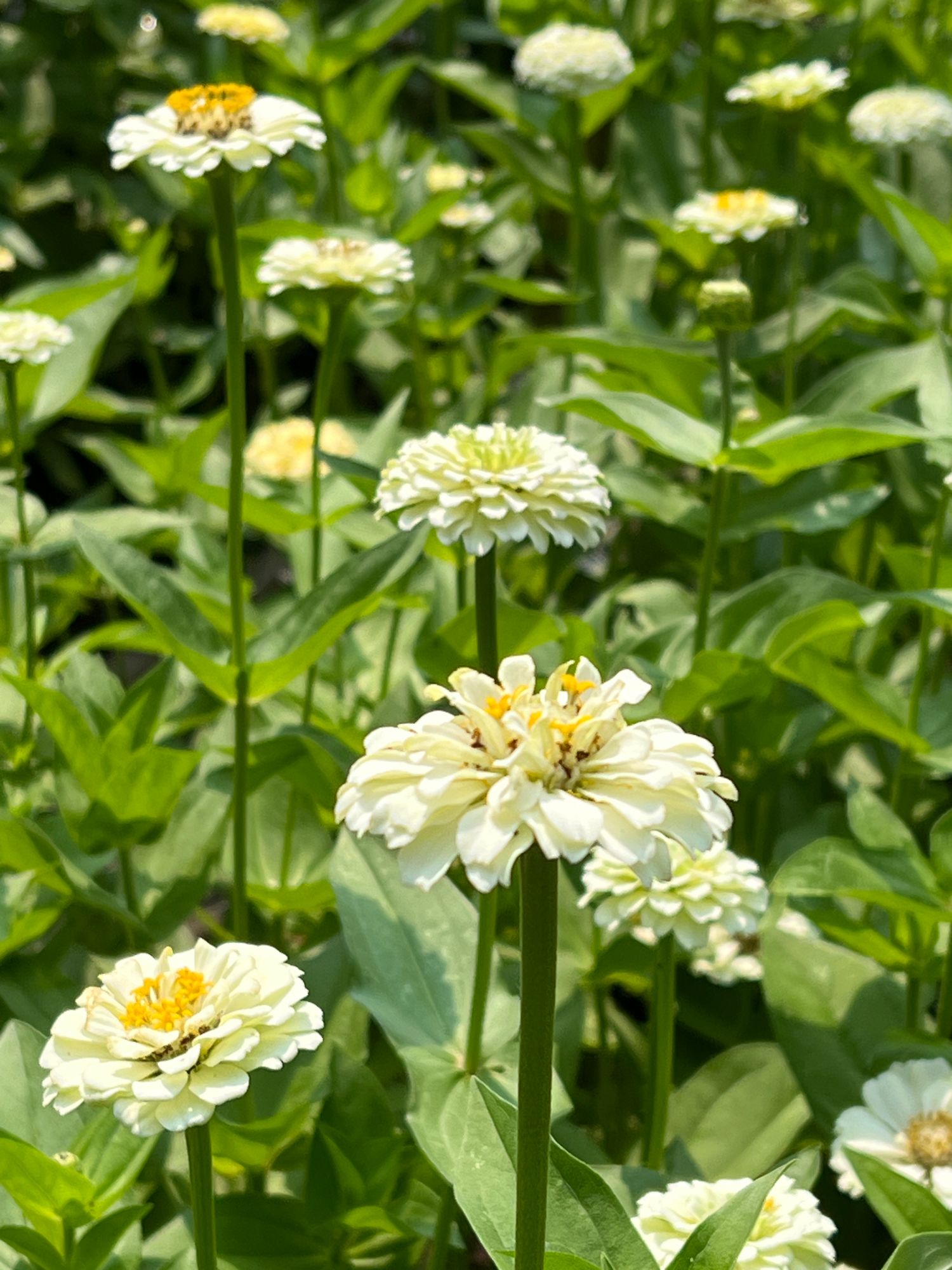 ZINNIA elegans Oklahoma Series