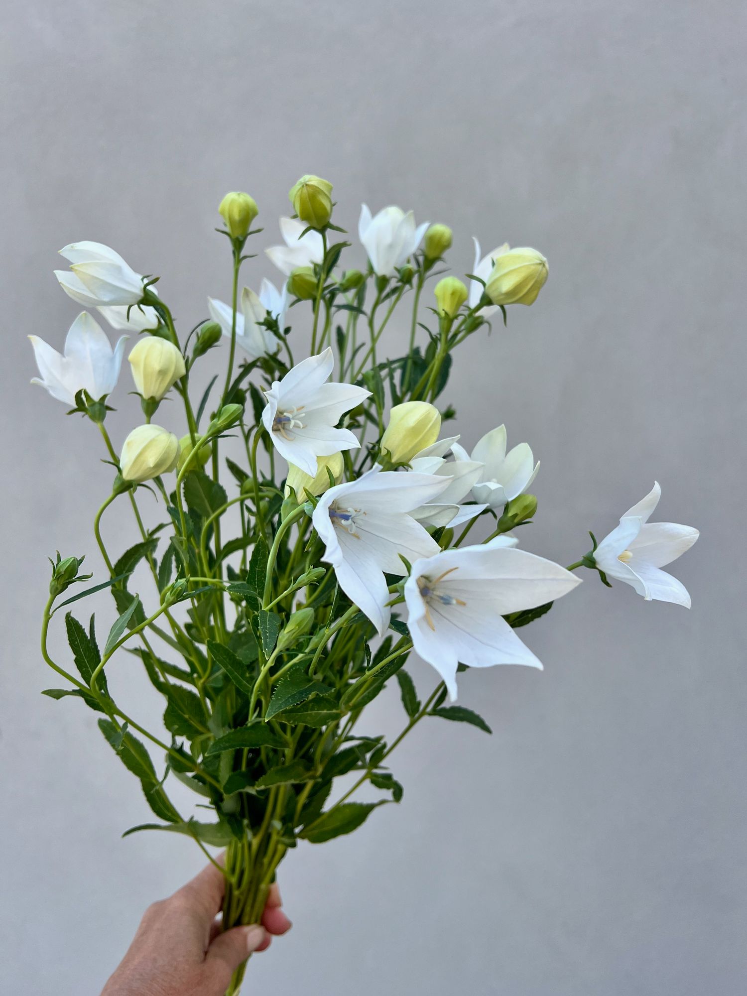 PLATYCODON grandiflorus Florist White