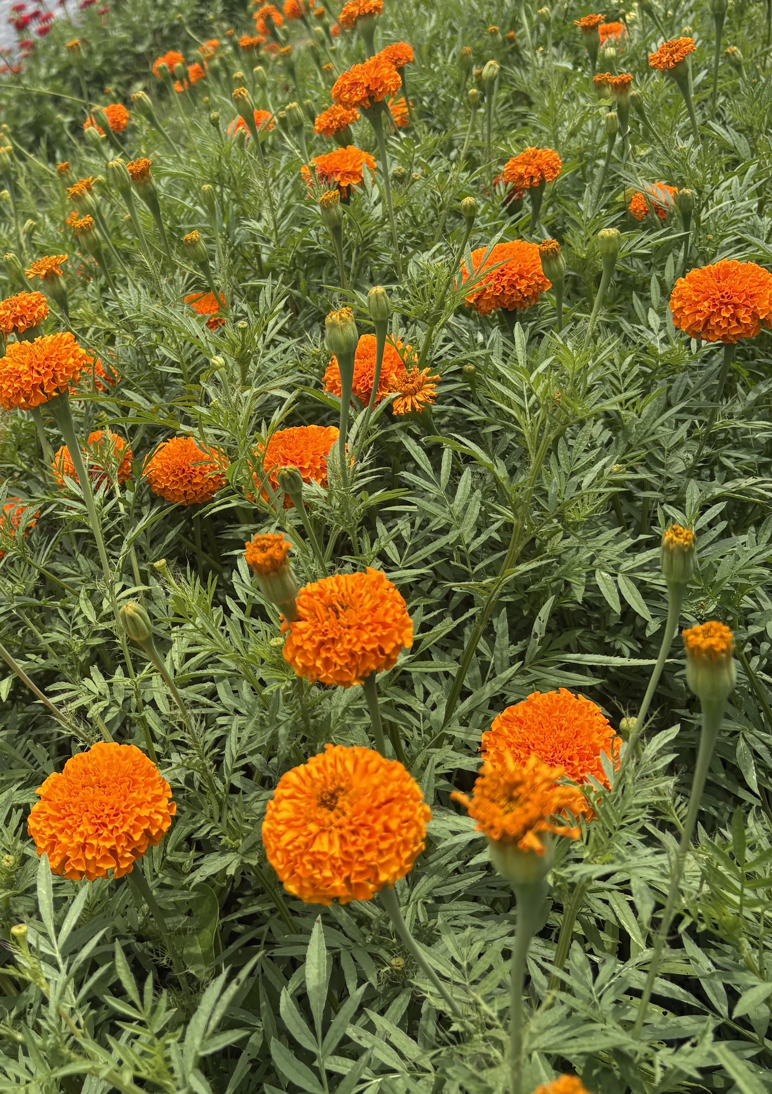 TAGETES erecta Giant Orange