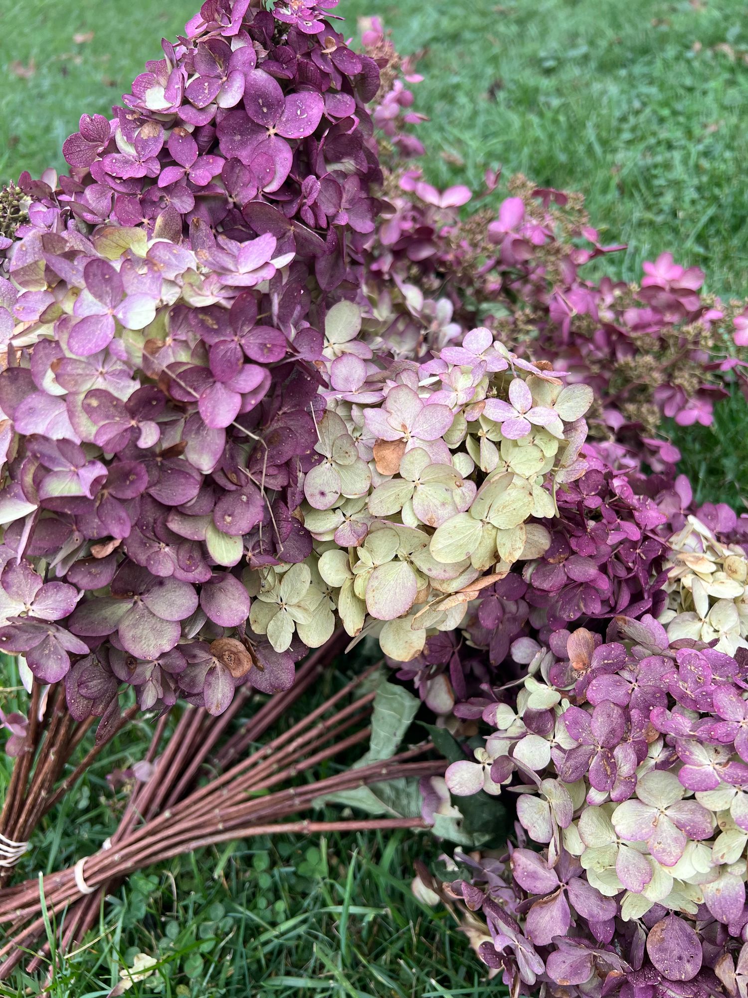 HYDRANGEA paniculata