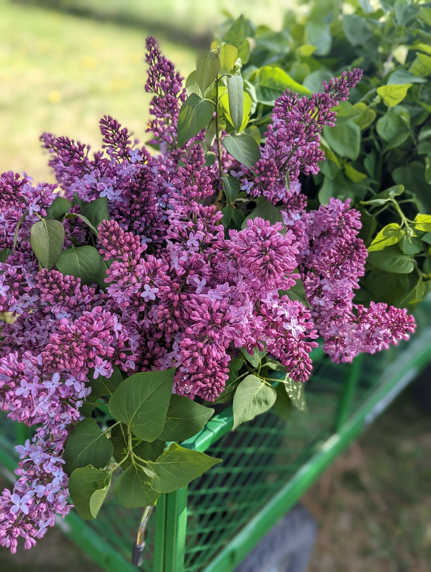 SYRINGA vulgaris