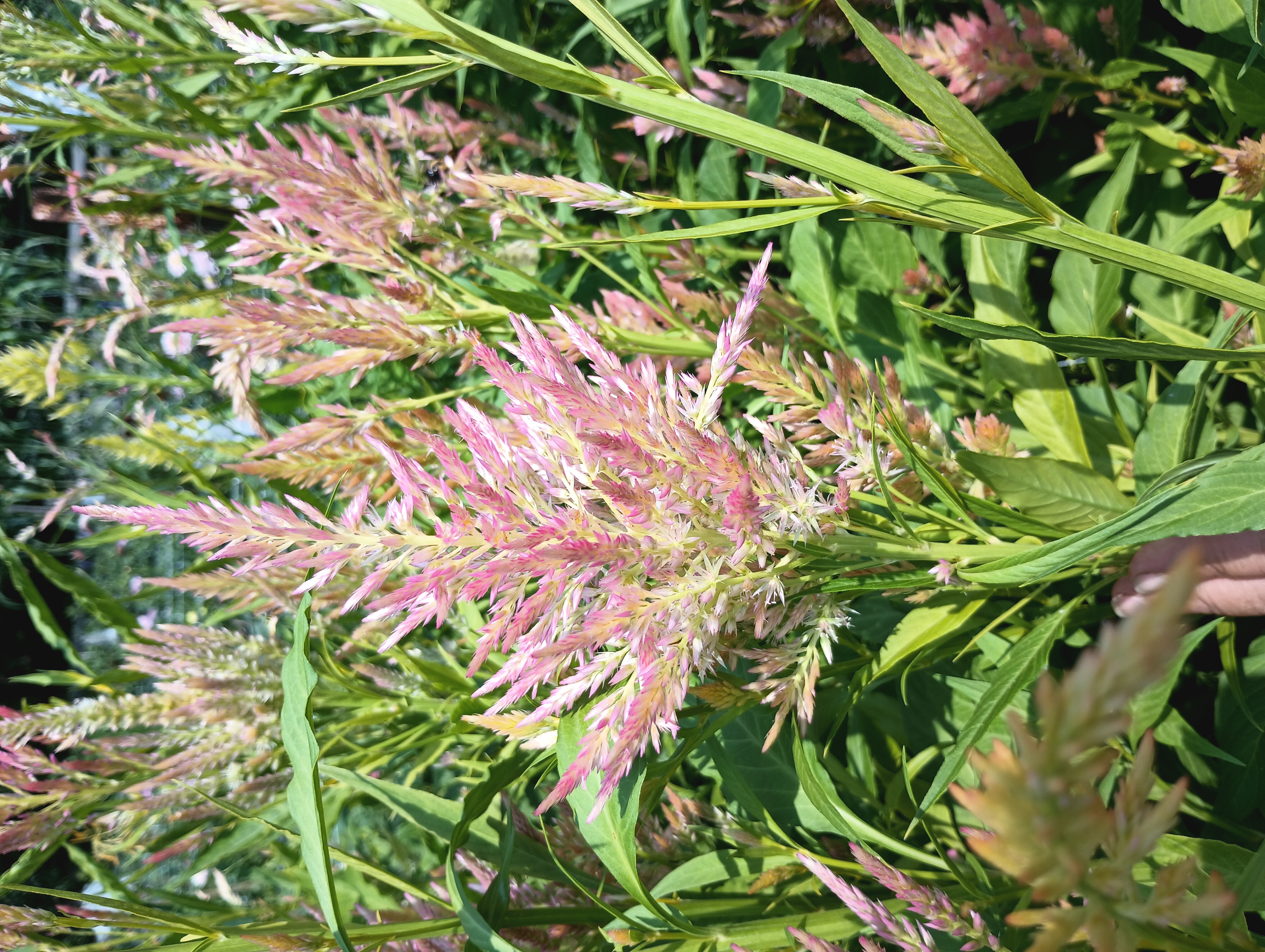 CELOSIA argentea var. spicata Shimmer