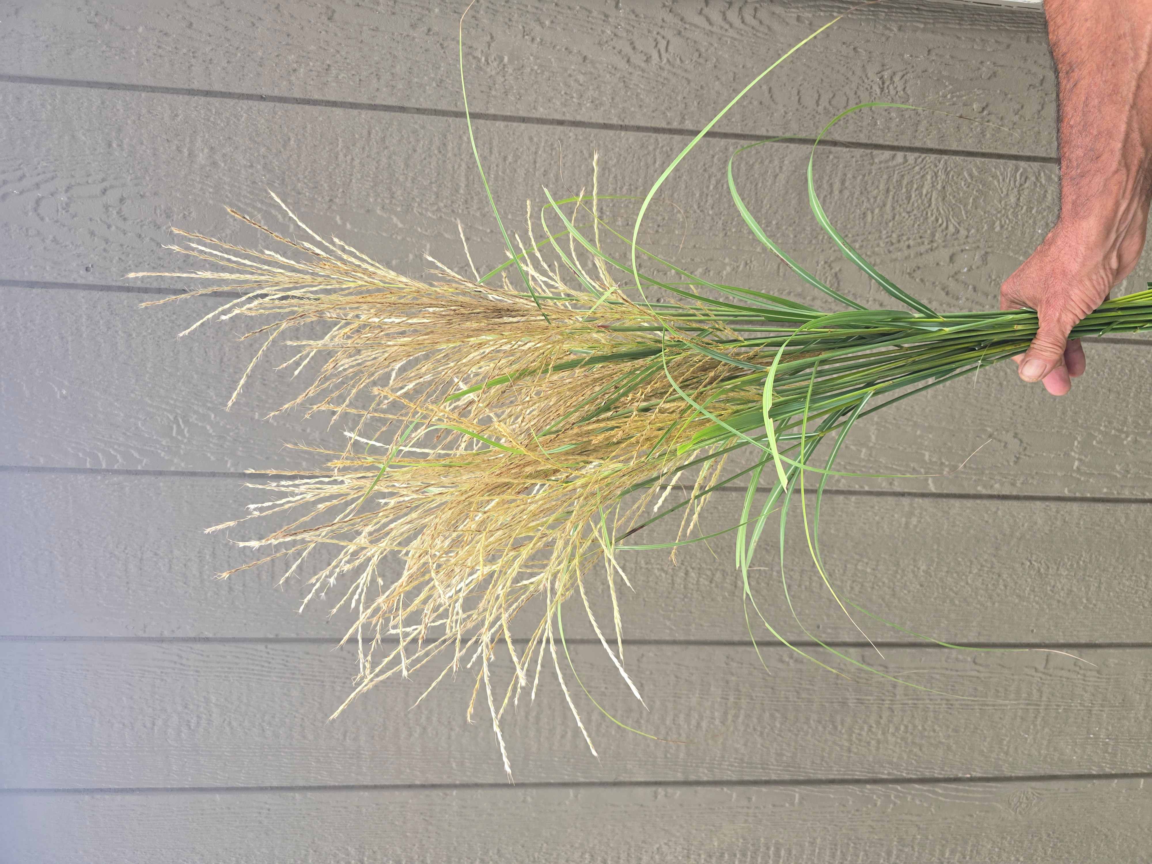 MISCANTHUS oligostachyus