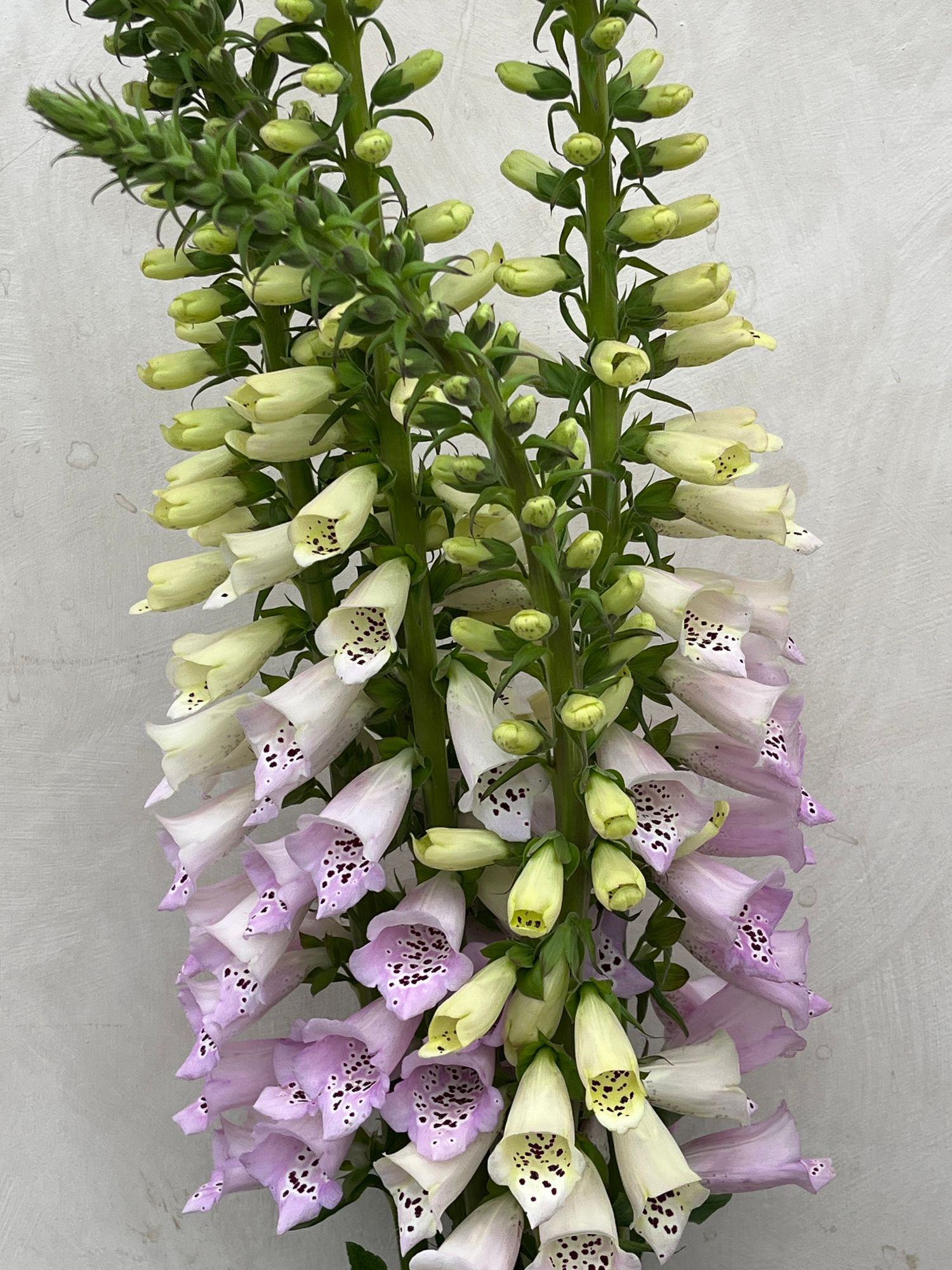 DIGITALIS purpurea Camelot Lavender