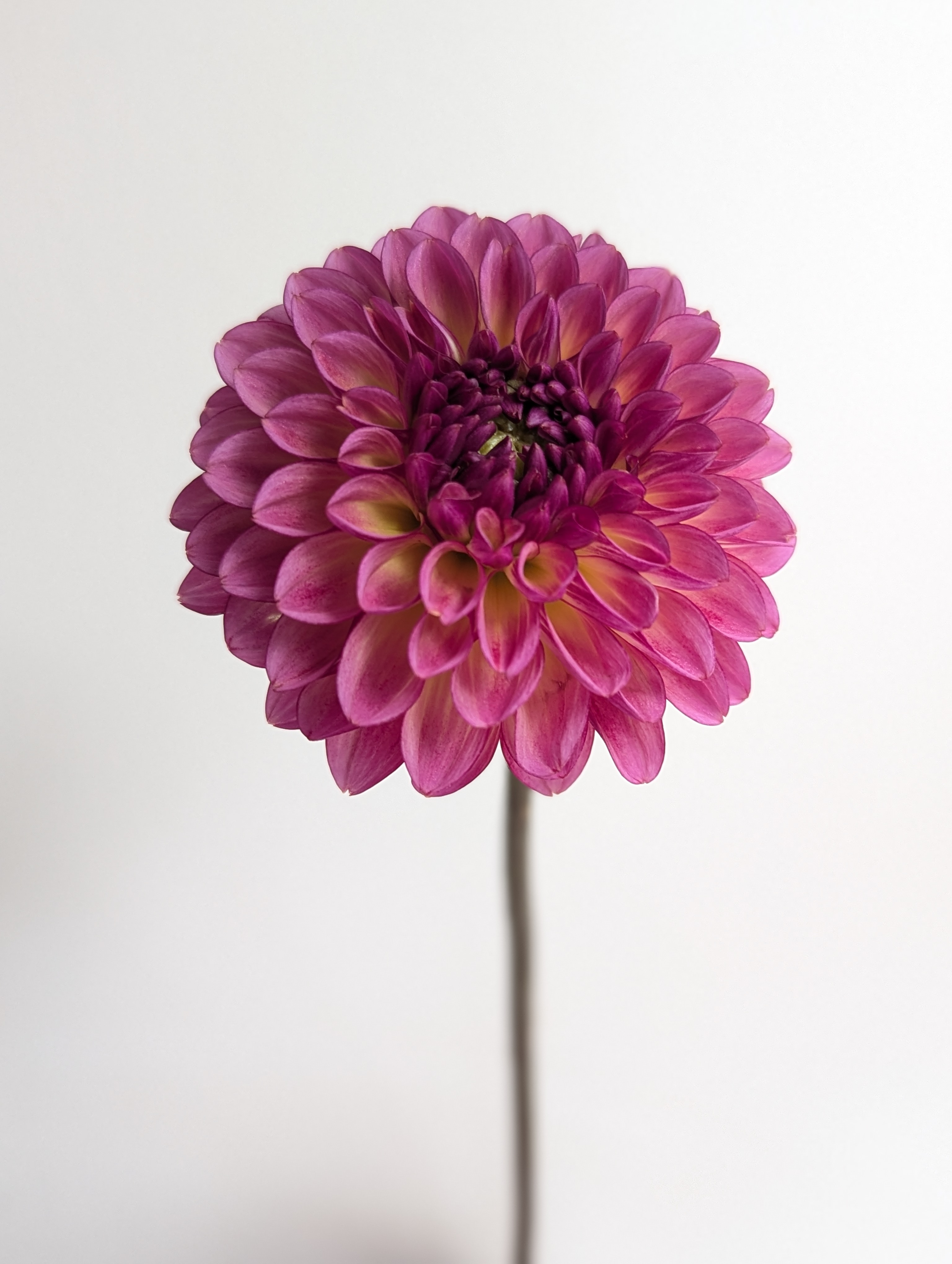 DAHLIA Foxy Lady