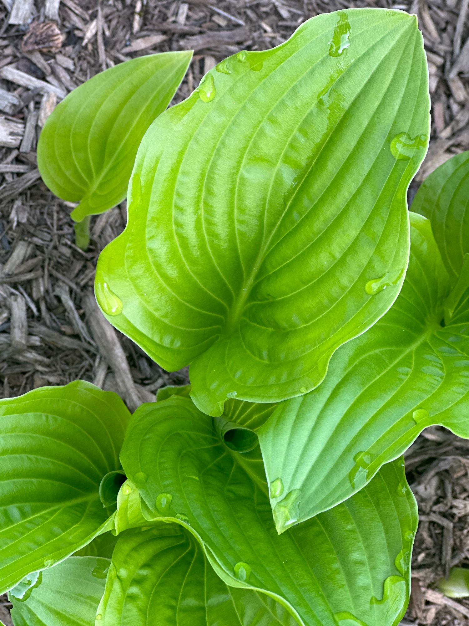 HOSTA elata