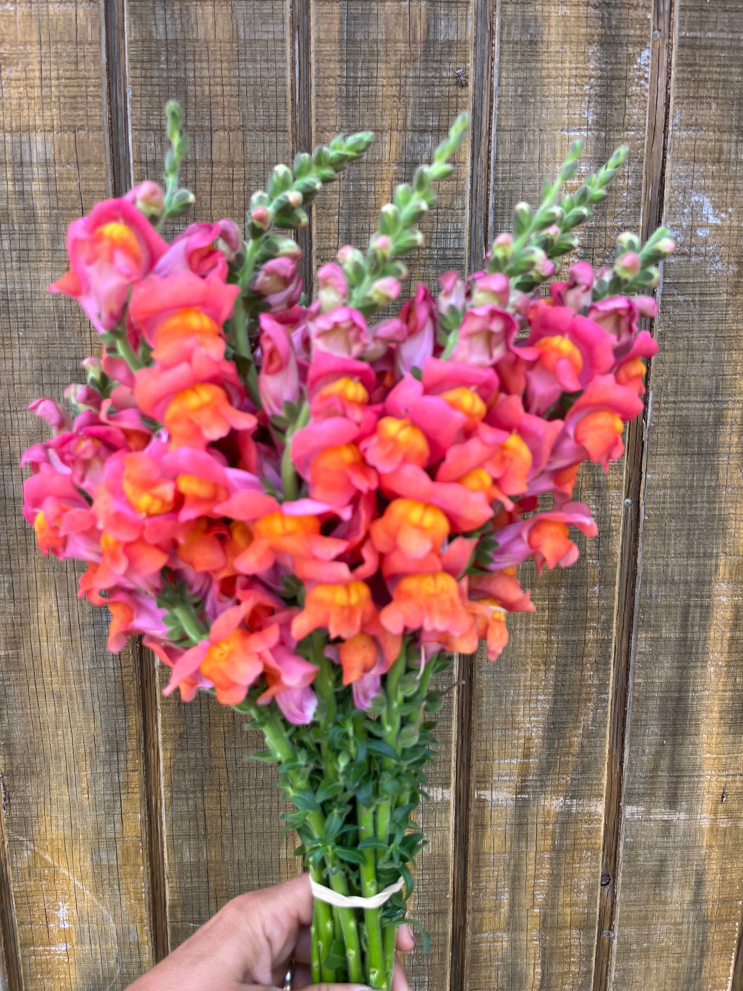 ANTIRRHINUM majus Potomac Dark Orange