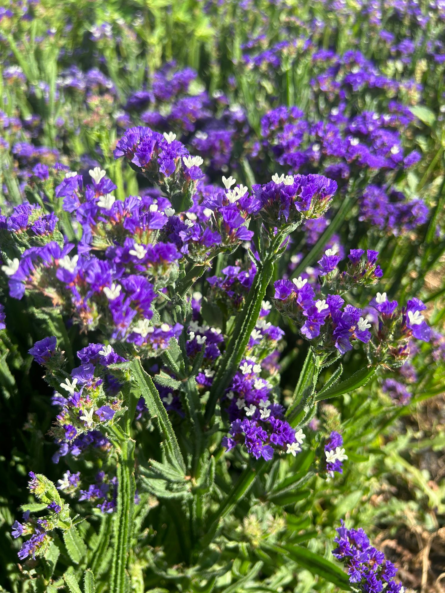 LIMONIUM sinuatum QIS