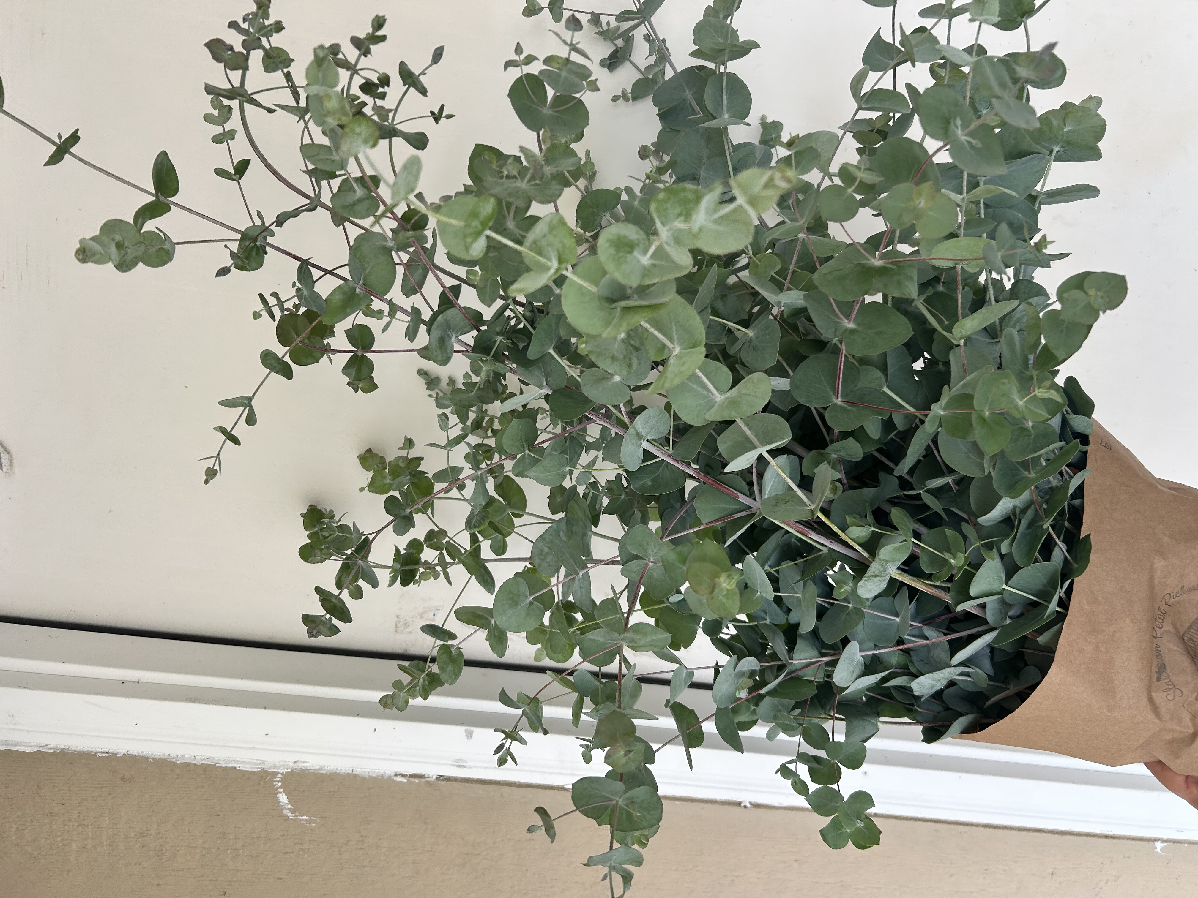EUCALYPTUS polyanthemos