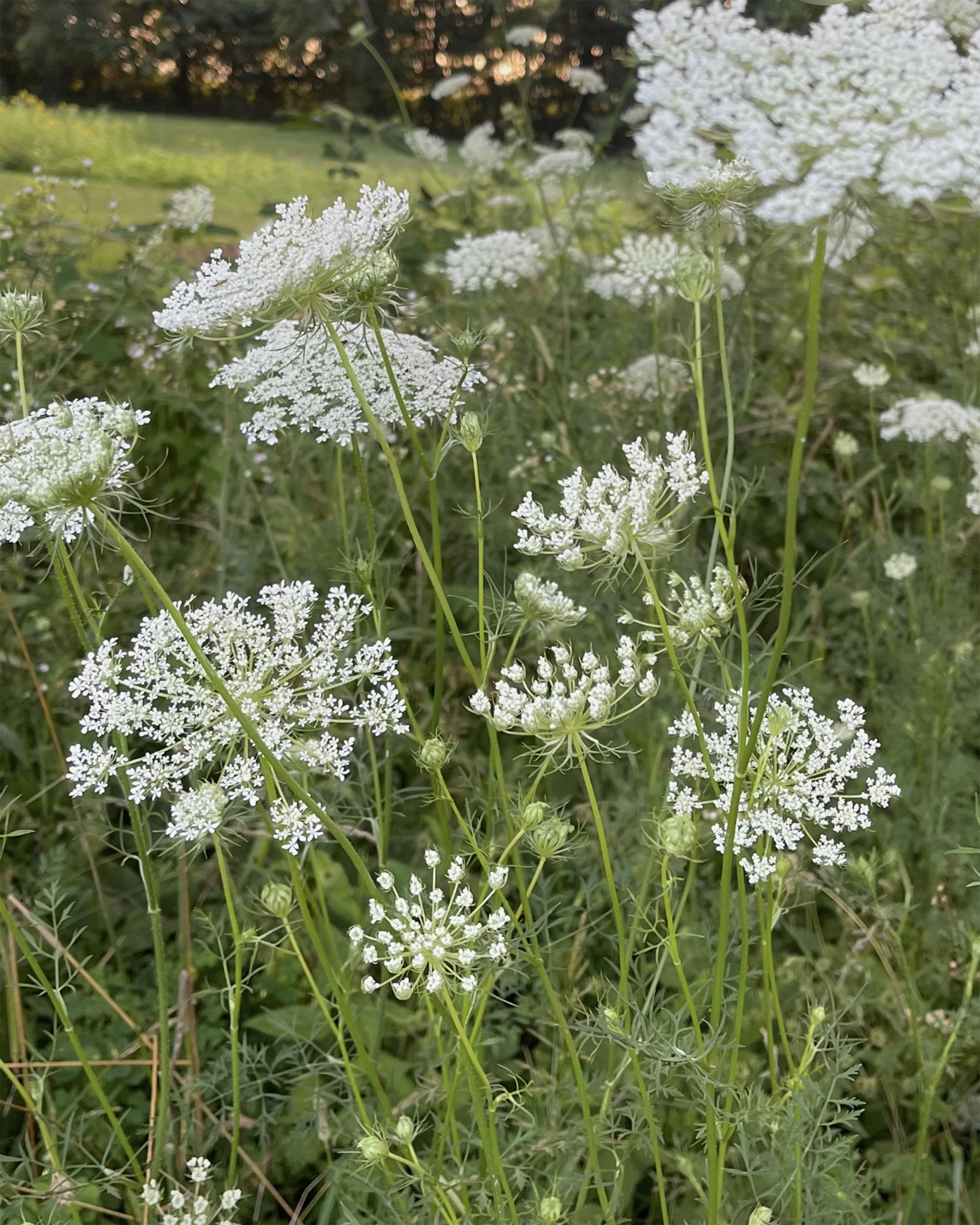 DAUCUS carota