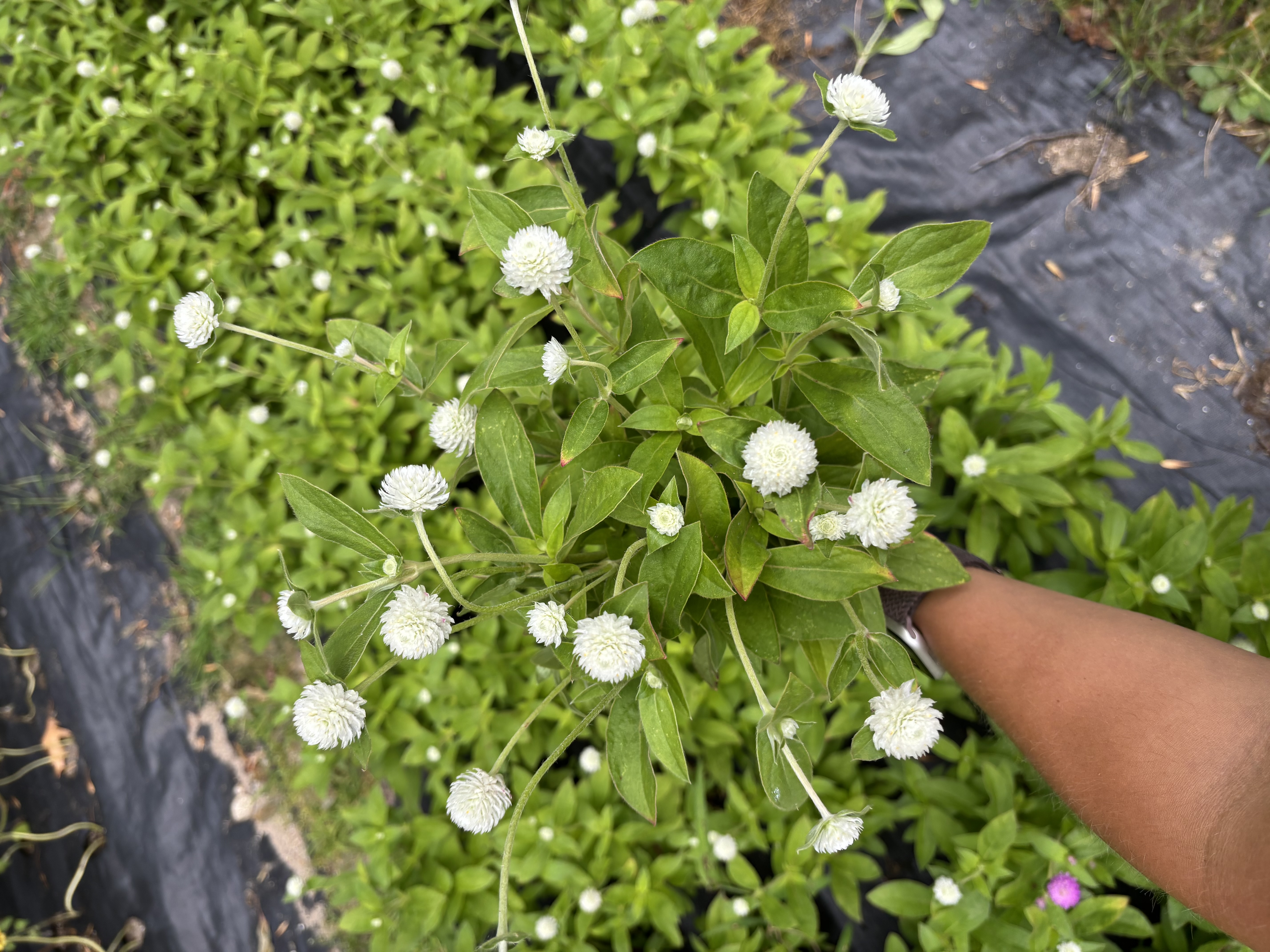 GOMPHRENA globosa Audray