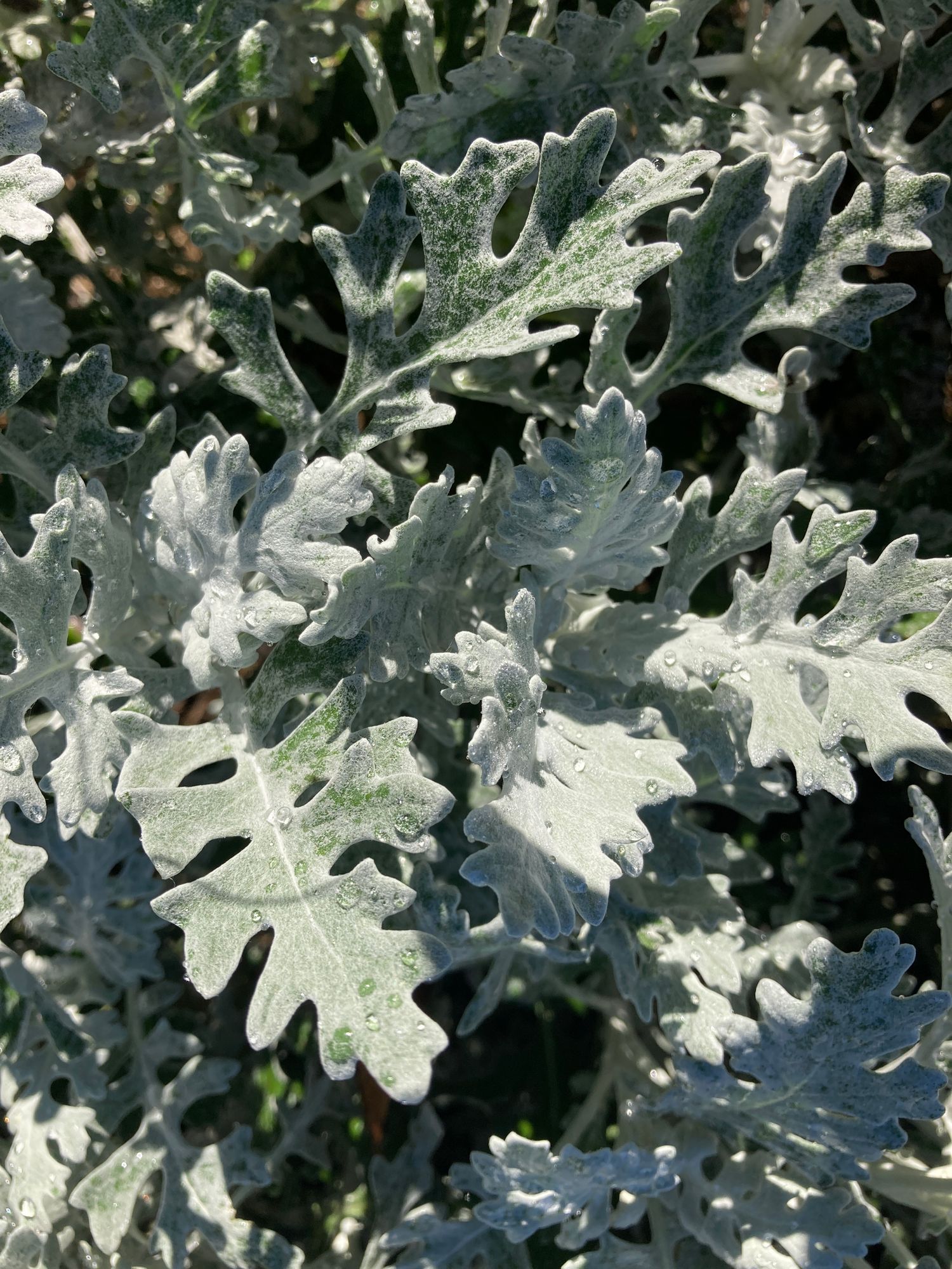CENTAUREA cineraria