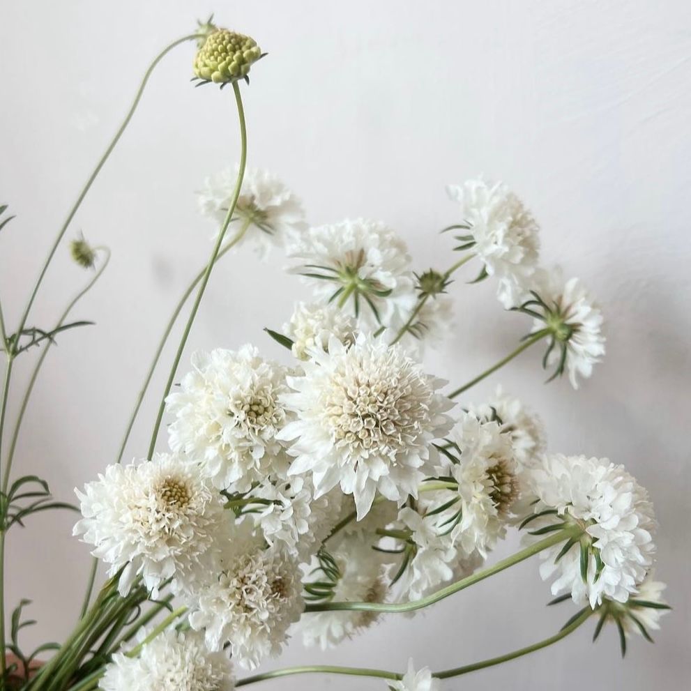 SCABIOSA atropurpurea Snowmaiden