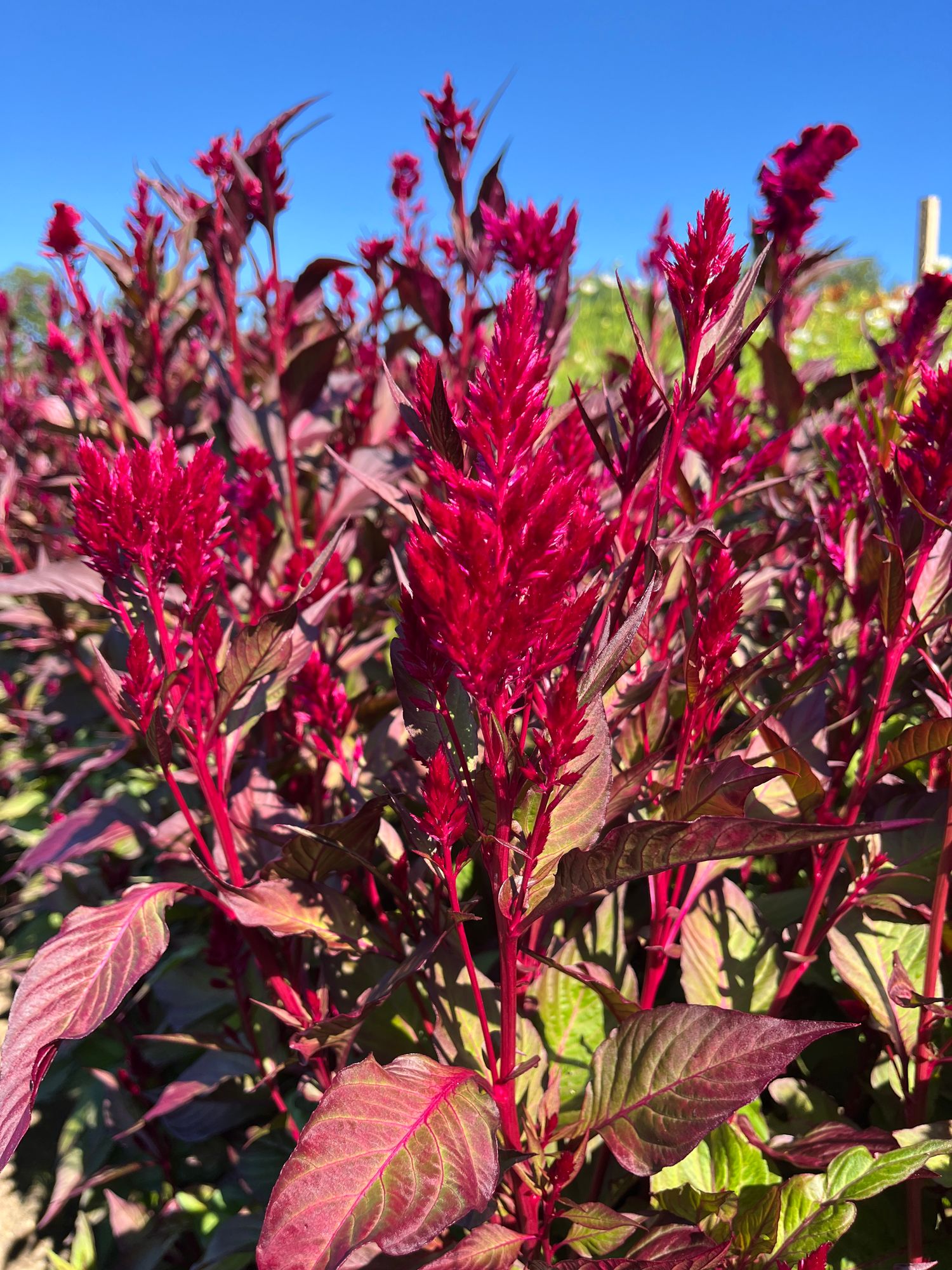 CELOSIA argentea var. plumosa Texas Plume Sangria